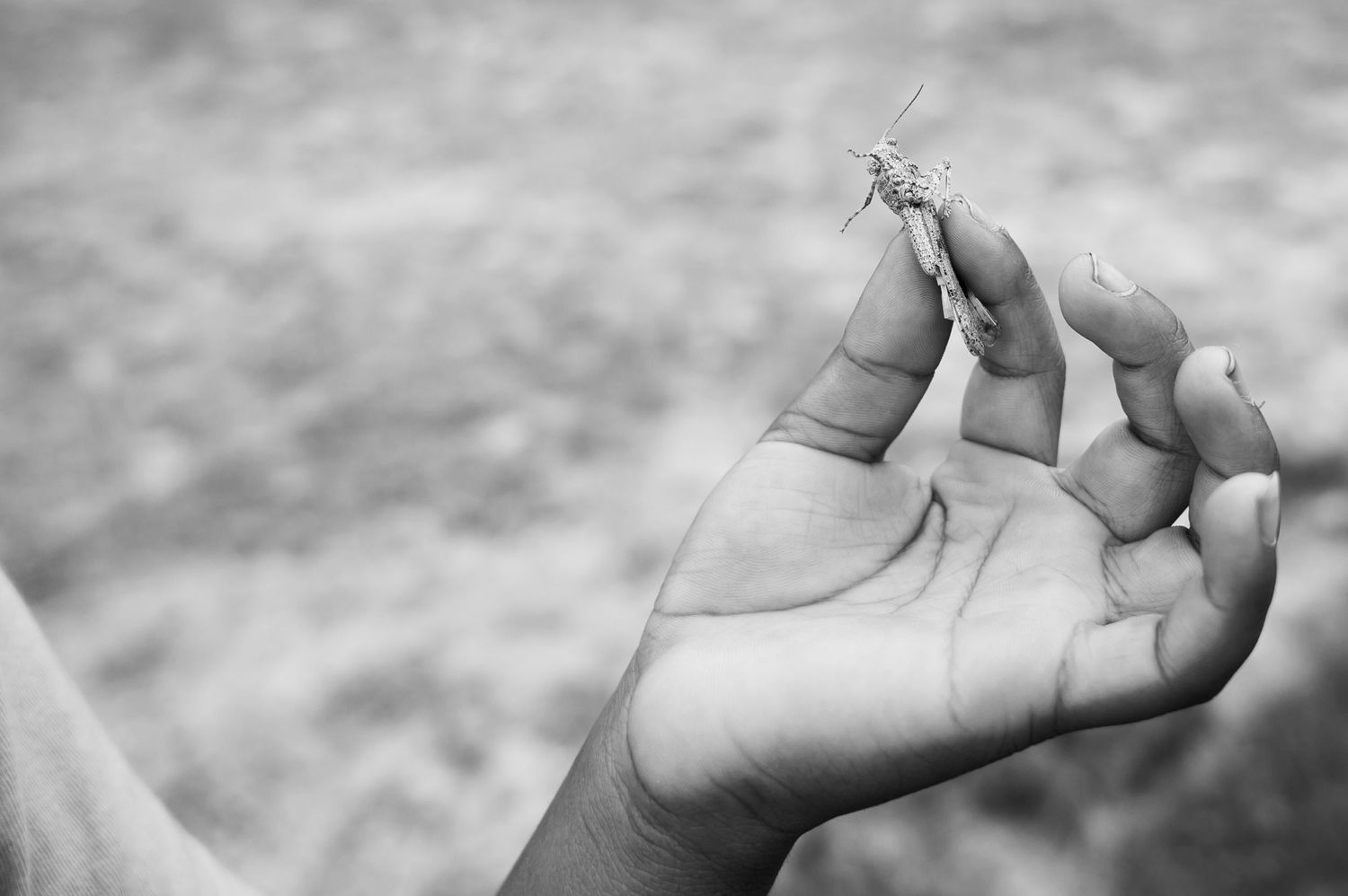 Close-up black and white photo of a hand delicately holding a small wildflower.
