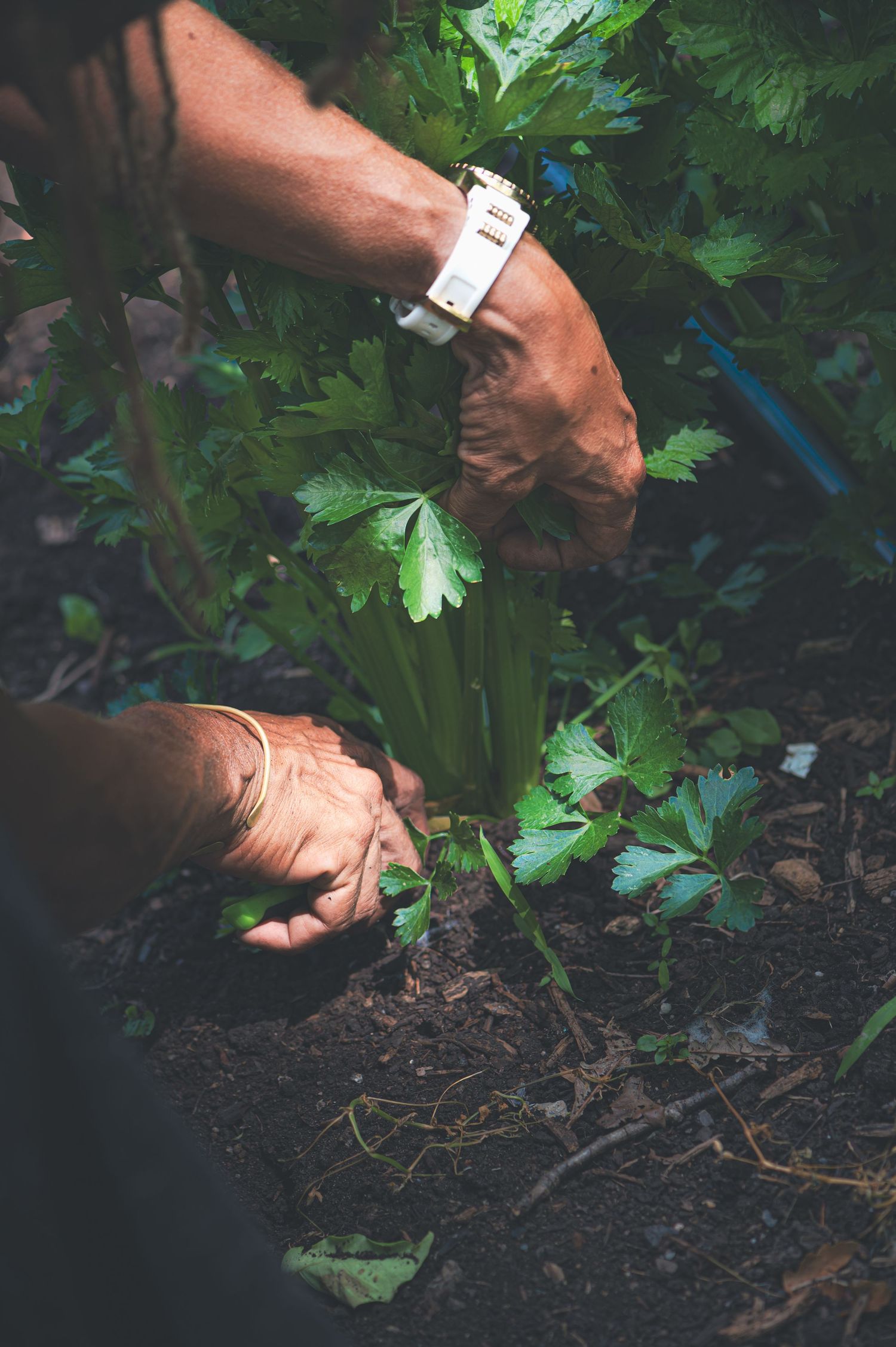 A close-up shot of hands working in dark soil among green vegetation and leaves.
