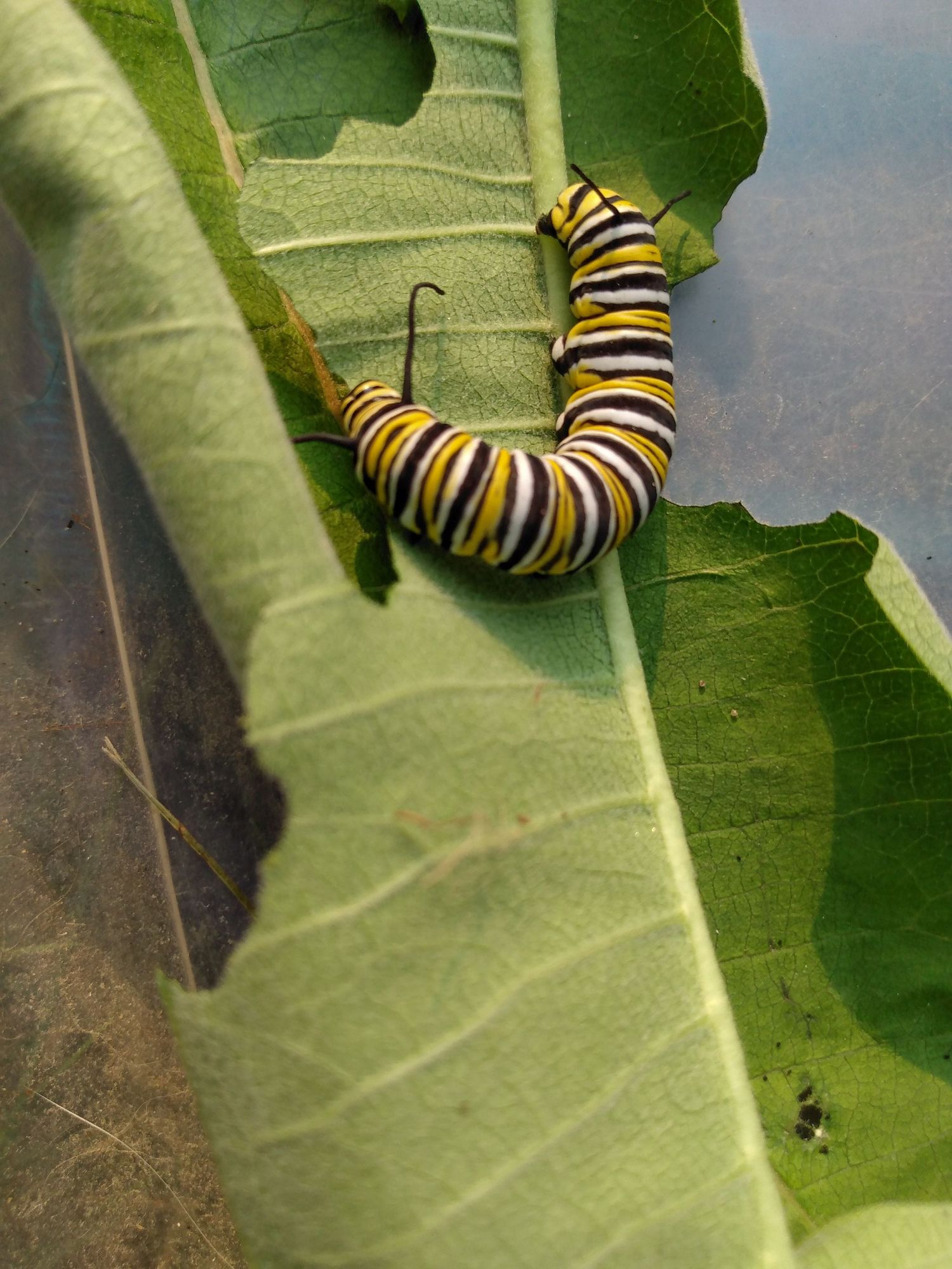 A monarch butterfly caterpillar with yellow, black, and white stripes curled on a green leaf.