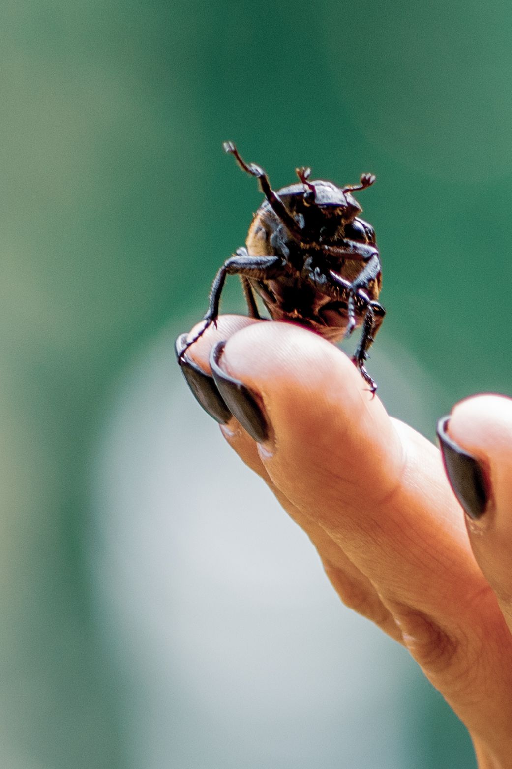 A dark beetle with branched antennae perched on a fingertip with black painted nails against a green background.