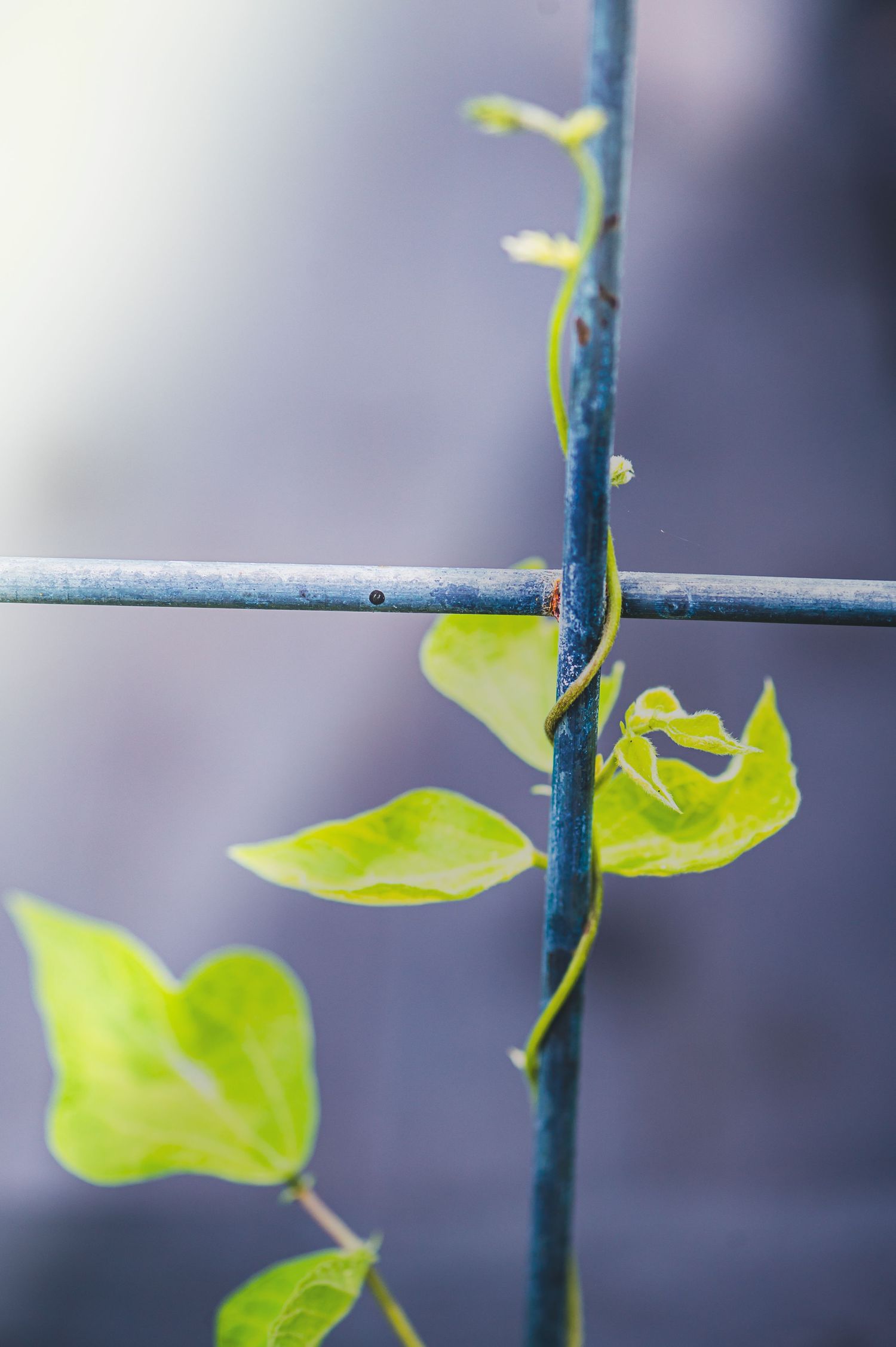 Young vine plant with bright green heart-shaped leaves twisting around a metal support wire against blurred background.