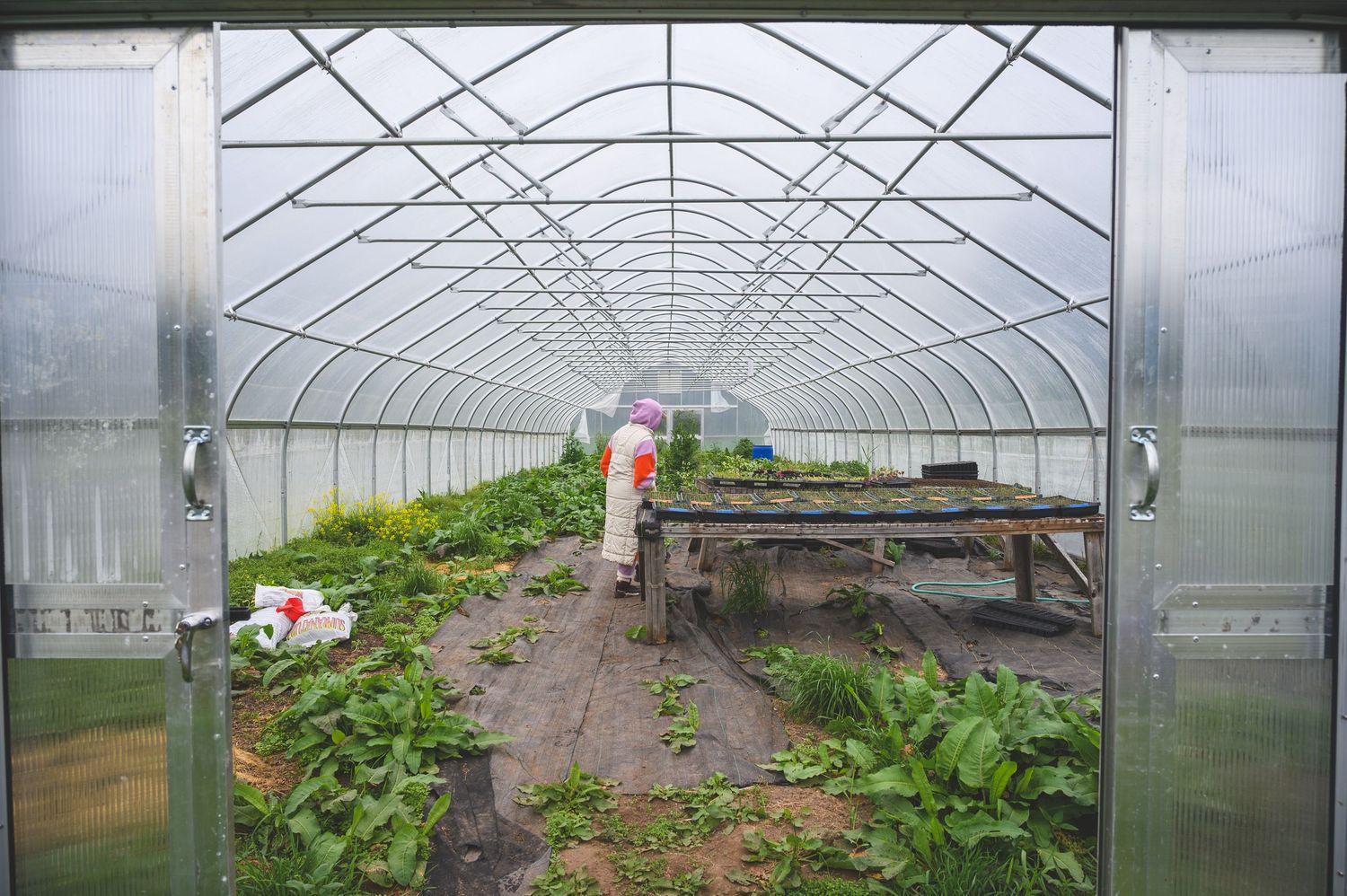Worker tending to plants inside a large agricultural greenhouse tunnel with lush green crops growing in rows.