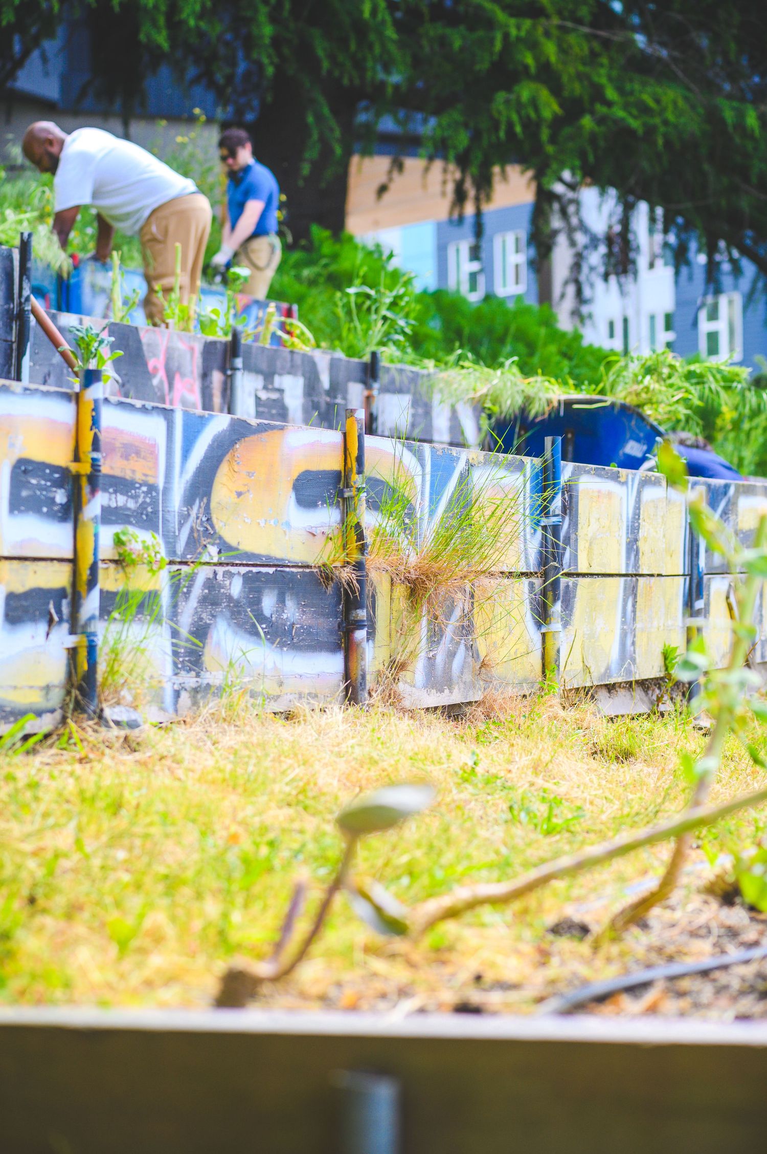Two men working in an urban community garden beside a graffiti-covered wall with lush green plants and trees.