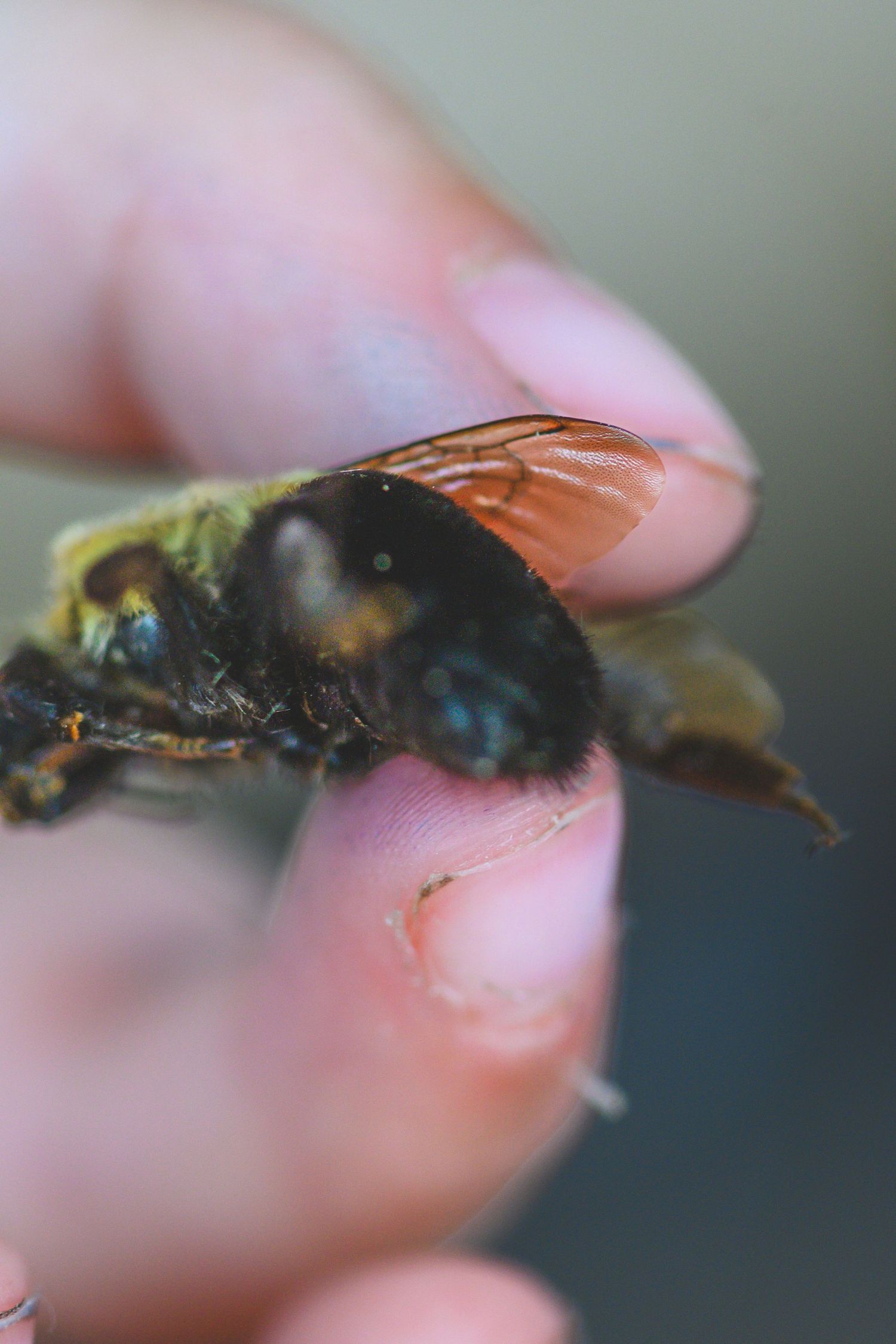 Close-up of fingers holding a large black and yellow bumblebee with translucent orange wings against blurred background.