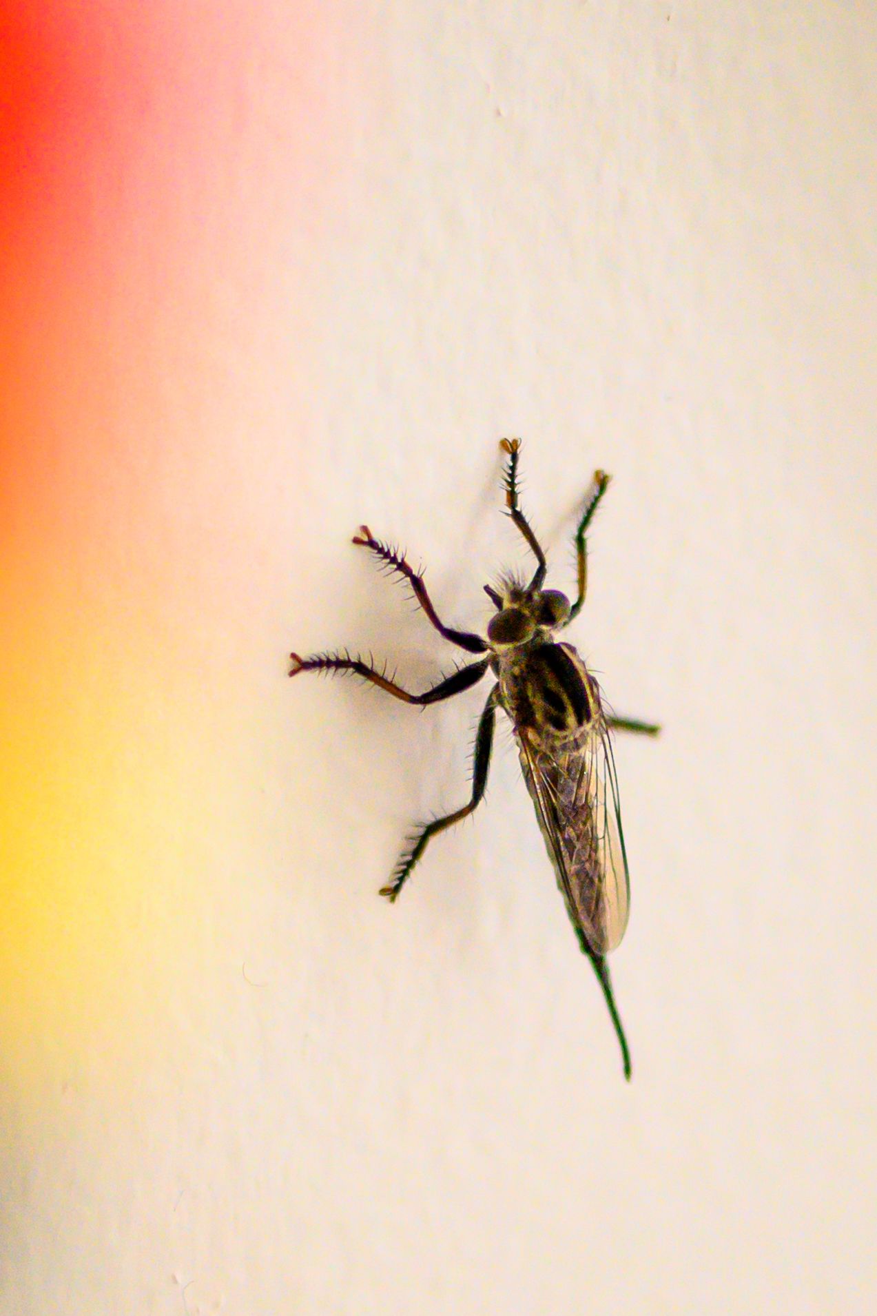 Macro photo of a robber fly perched on a white wall with colorful background.