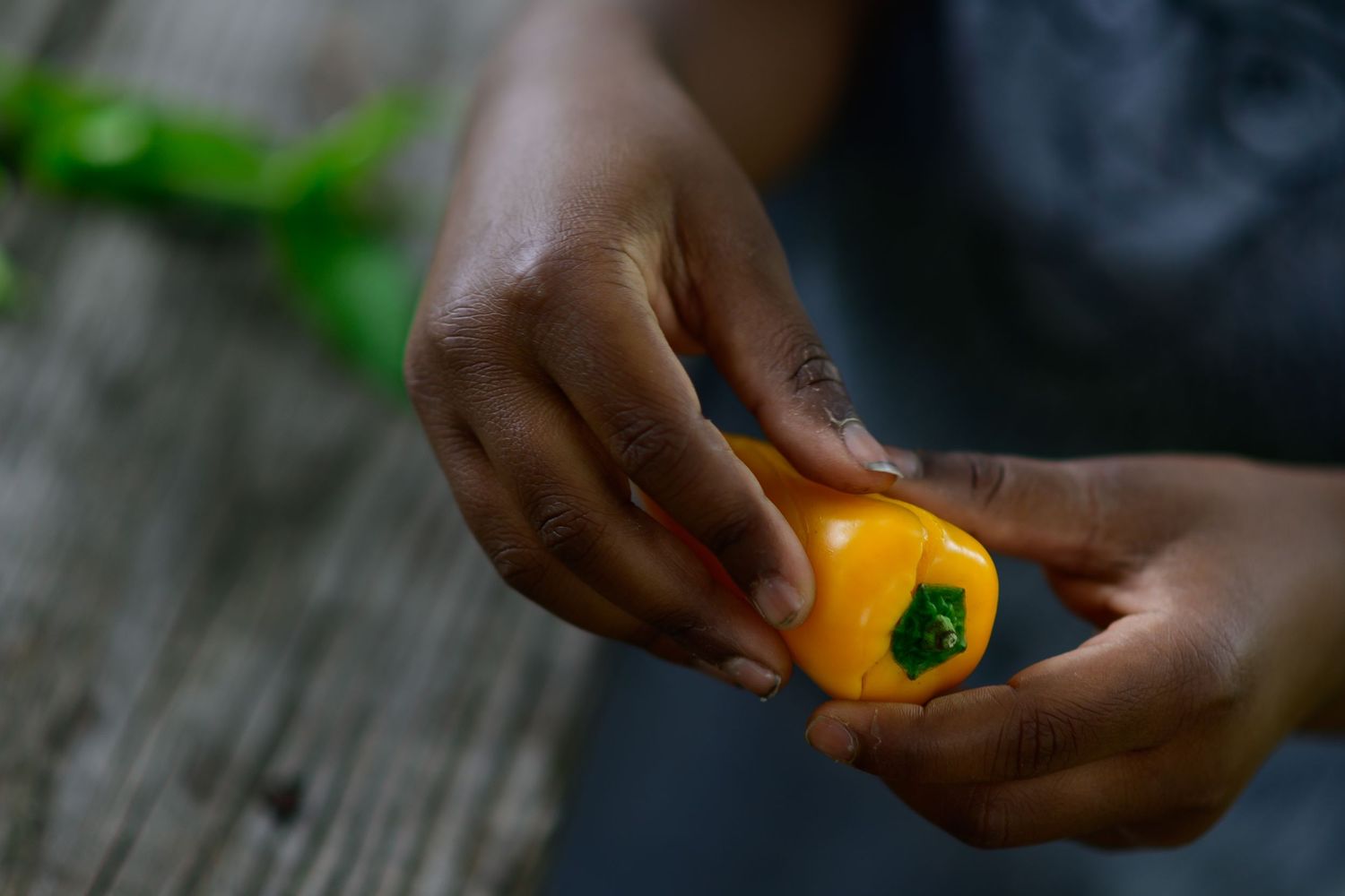 Hands holding a small yellow bell pepper outdoors on a wooden surface.