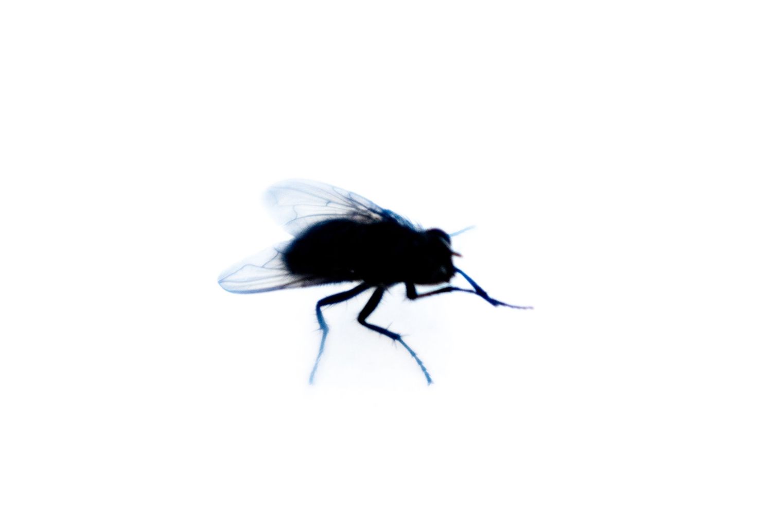Close-up silhouette of a housefly against a white background, showcasing detailed wings and legs.