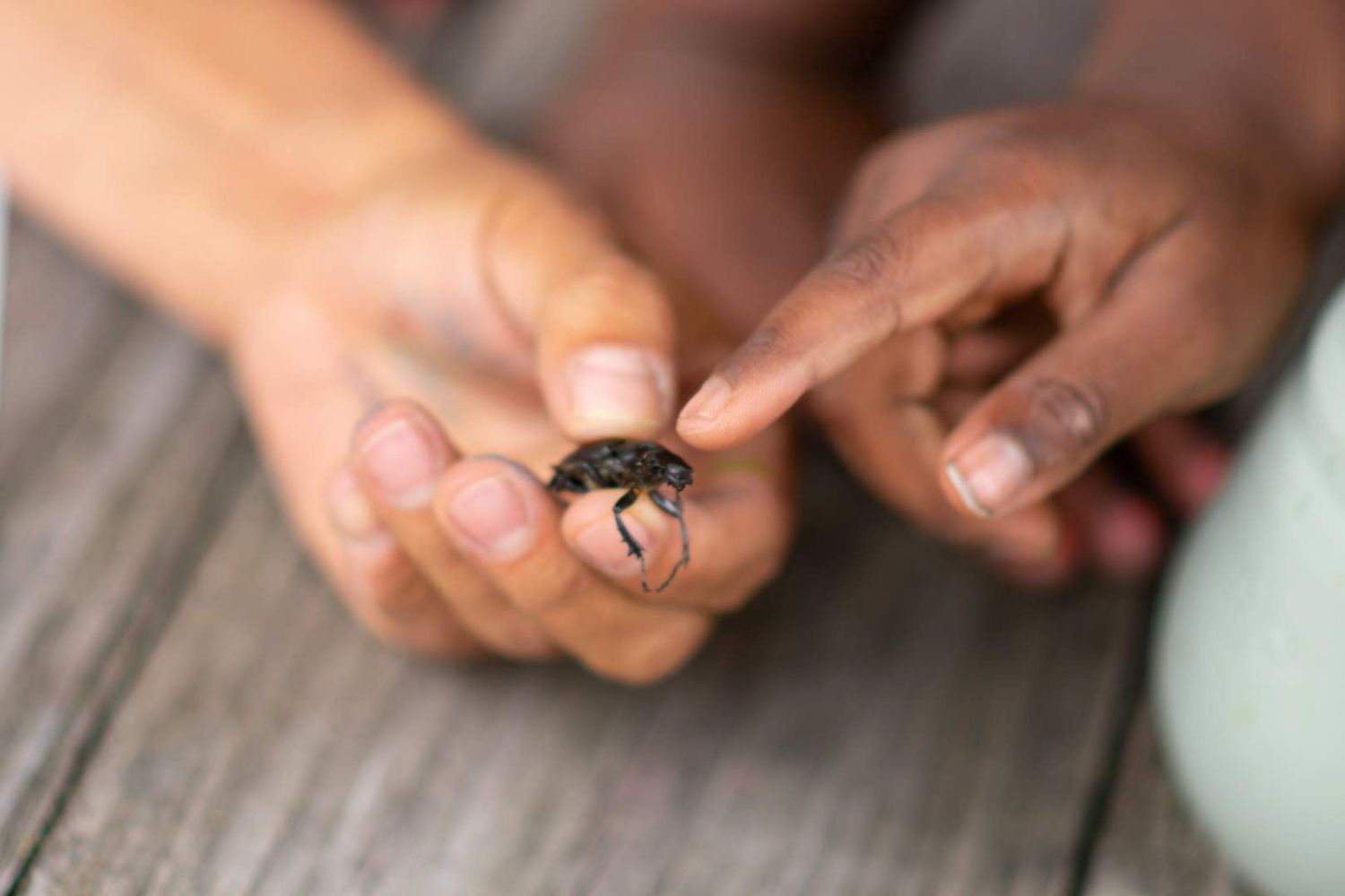 Child holding a small black beetle insect in hands, close-up nature exploration activity outdoors.