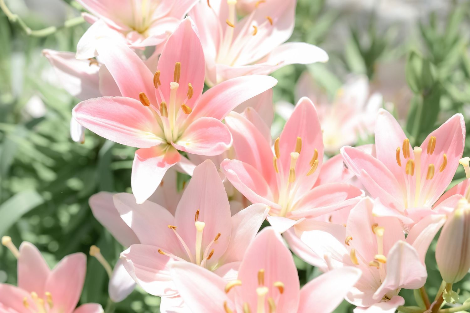 Soft pink lily flowers in full bloom with yellow stamens, surrounded by lush green foliage in a garden setting.