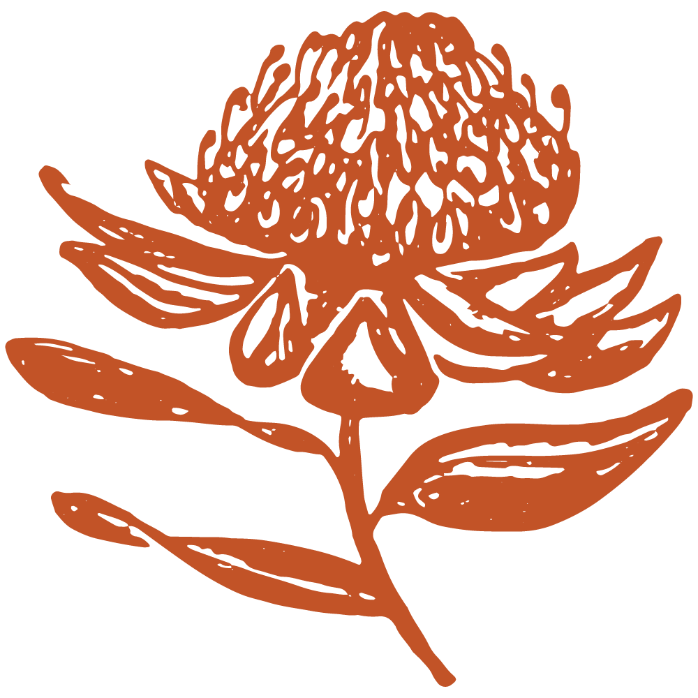 Simple line drawing of waratah flower in terracotta color against black background.