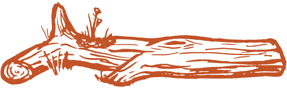 Simple orange line drawing of a fallen tree log.