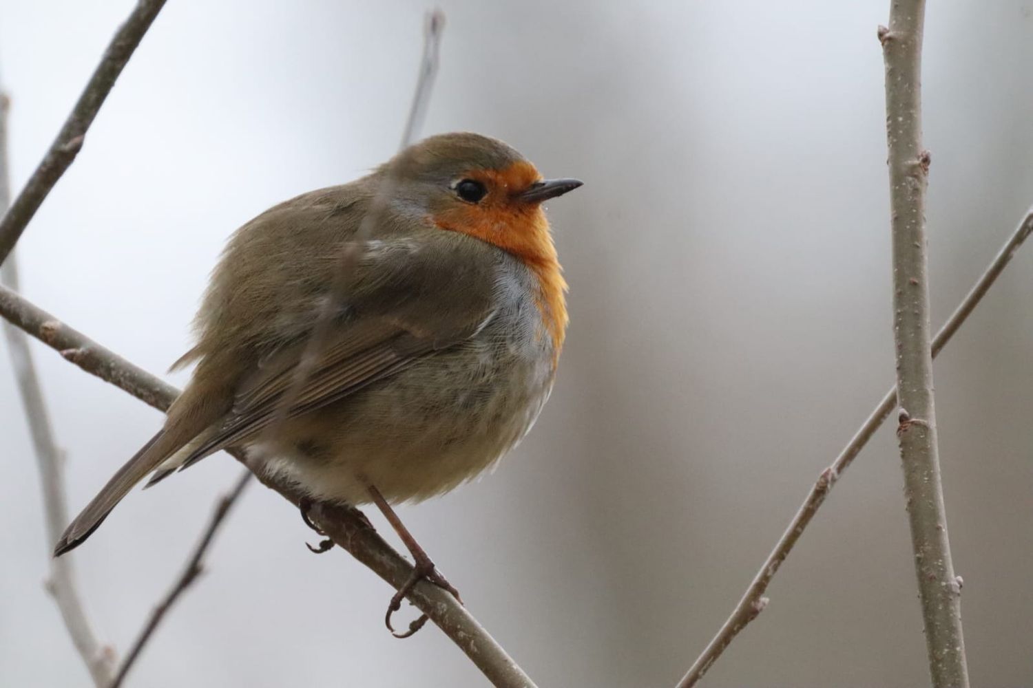 A small robin perched on a bare branch against a soft grey winter sky.