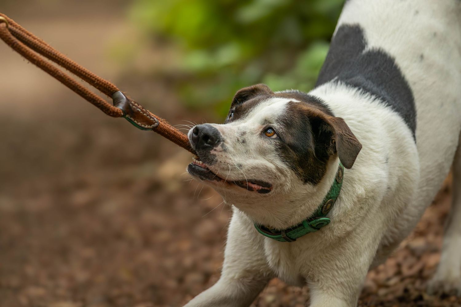 White and brown dog with green collar pulling on leather leash outdoors in nature.