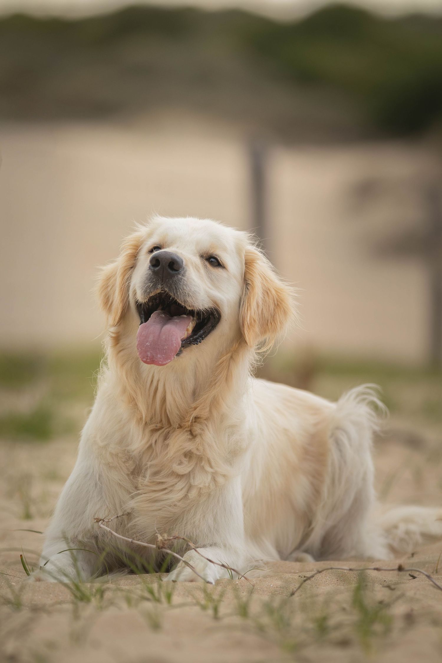 dierenfotograaf-katwijk-hond.jpg