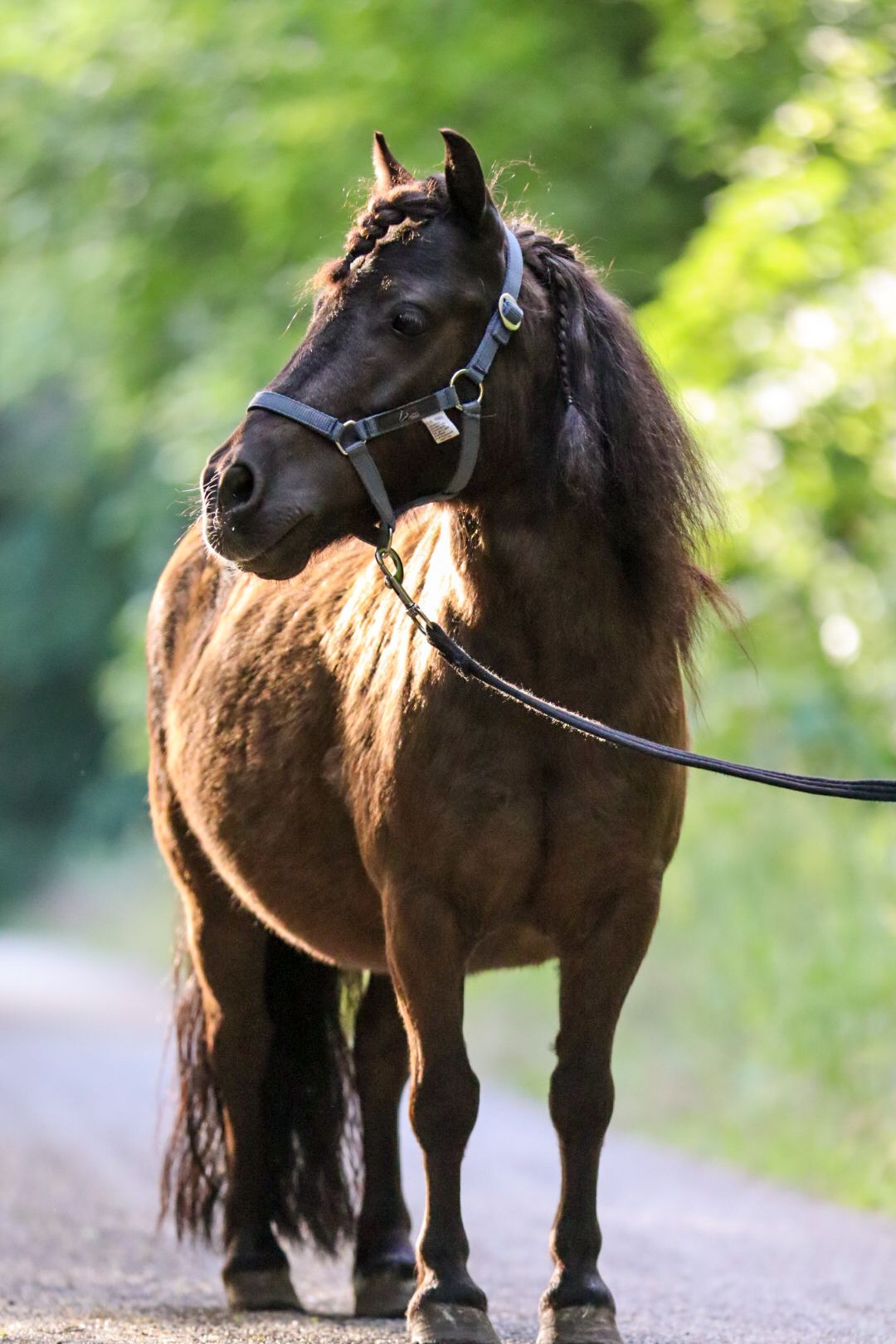 vpaardenfotograaf-katwijk-paard.jpg