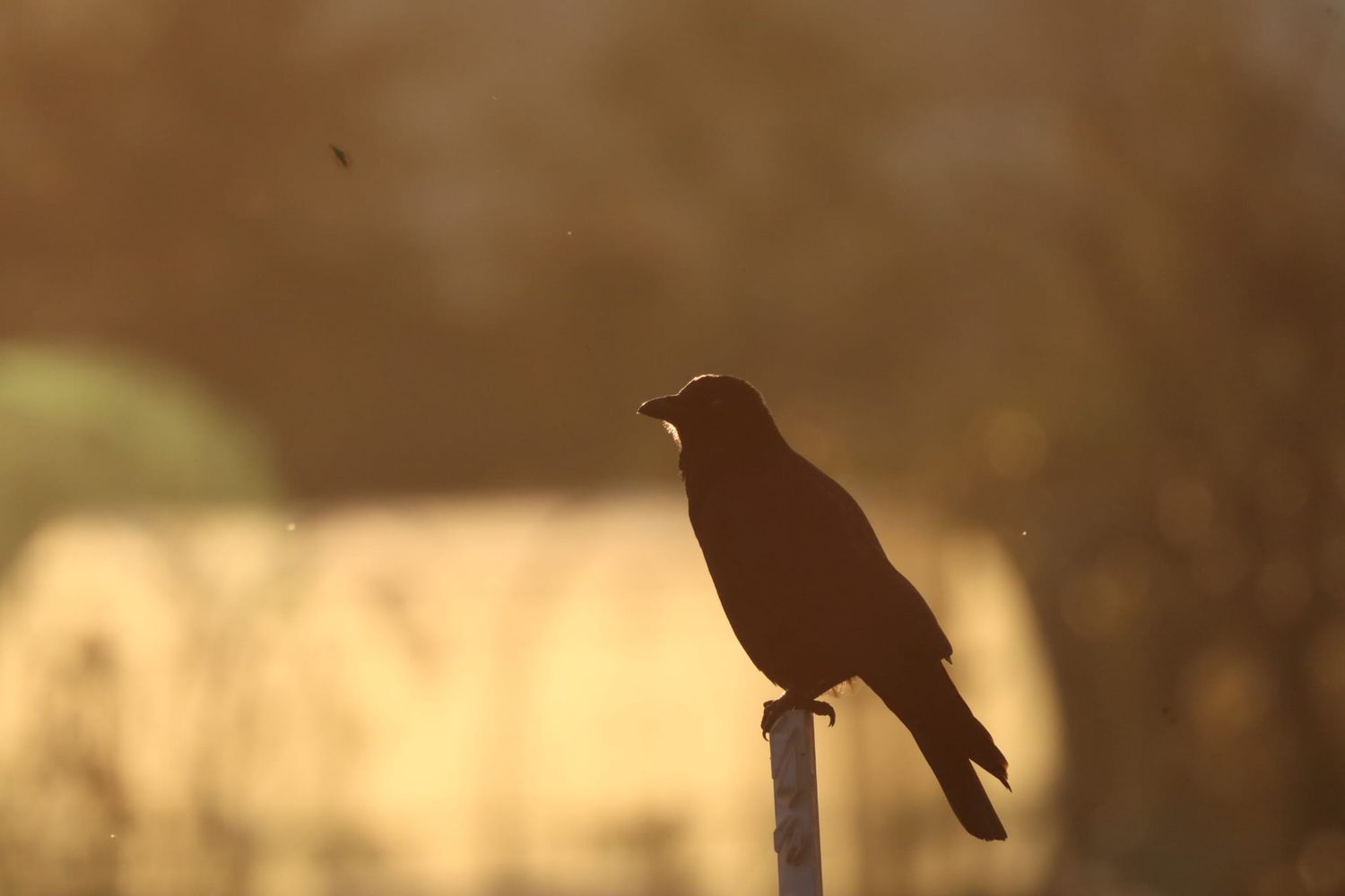 natuurfotografie-zuid-holland.jpg