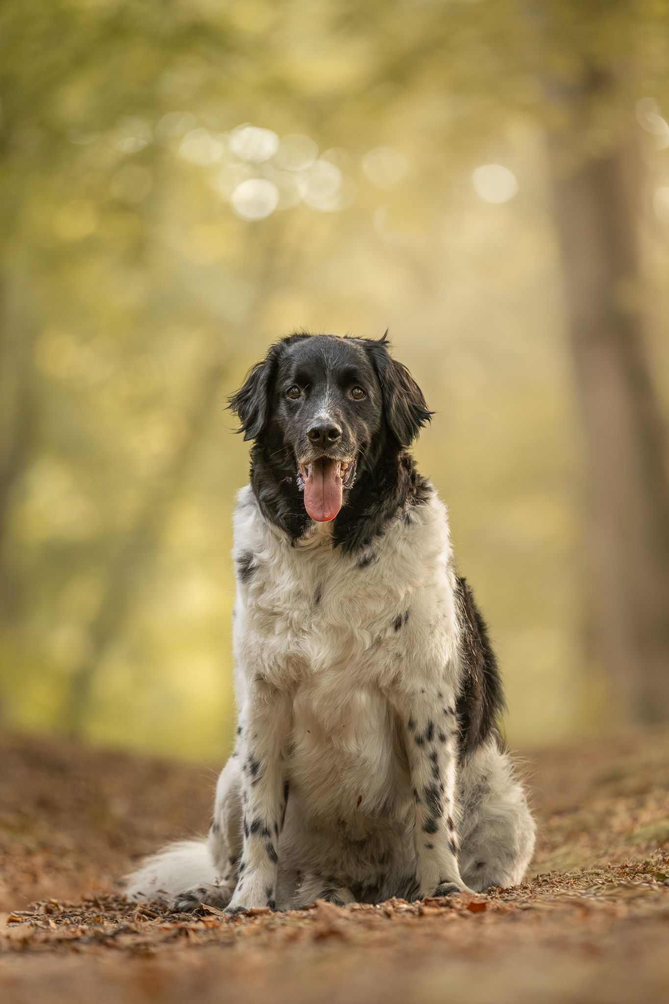 Black and white Springer Spaniel dog sitting on autumn leaves in a sunlit forest, tongue out, looking at camera.