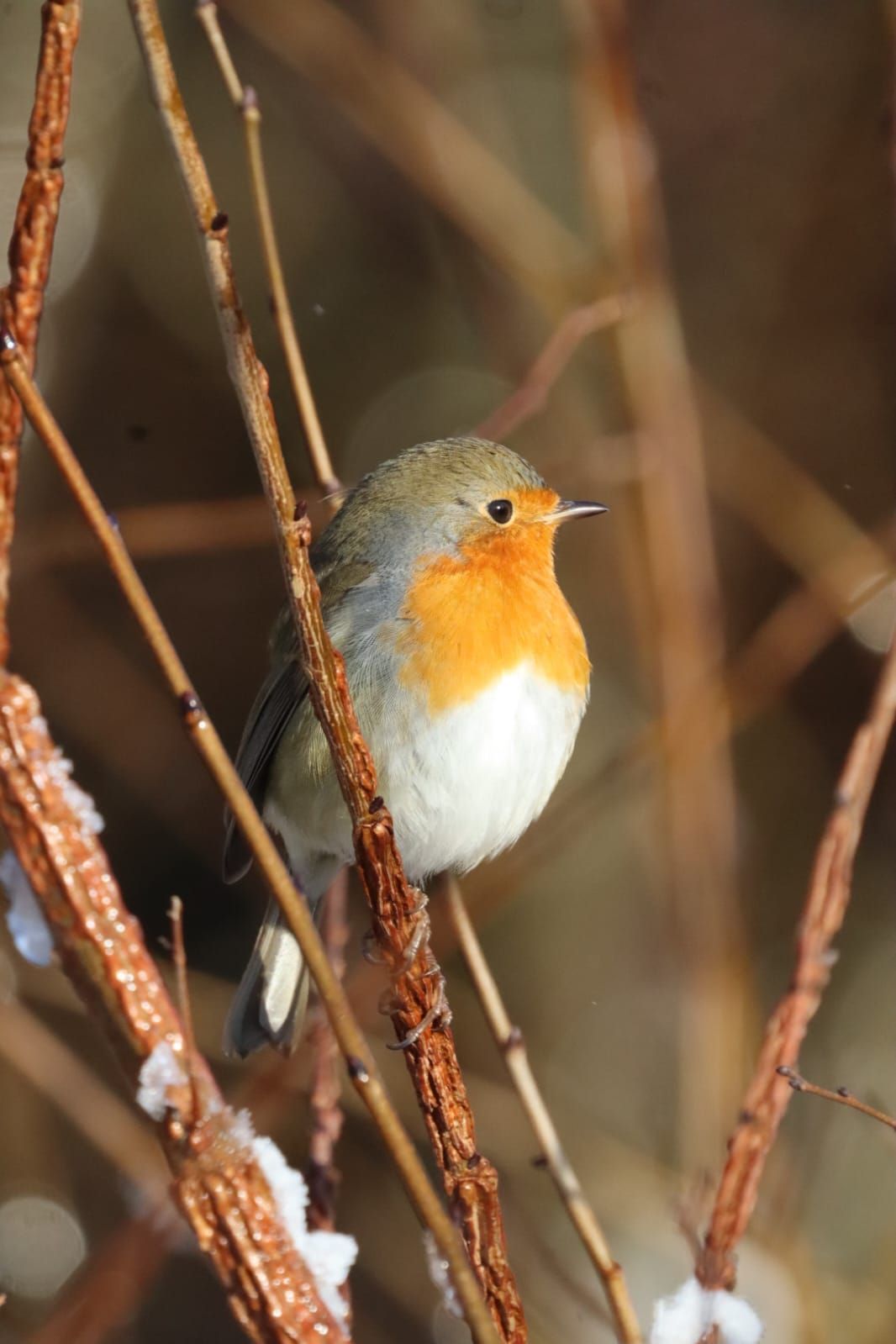 A European robin with orange breast perched on snow-dusted winter branches in natural habitat.