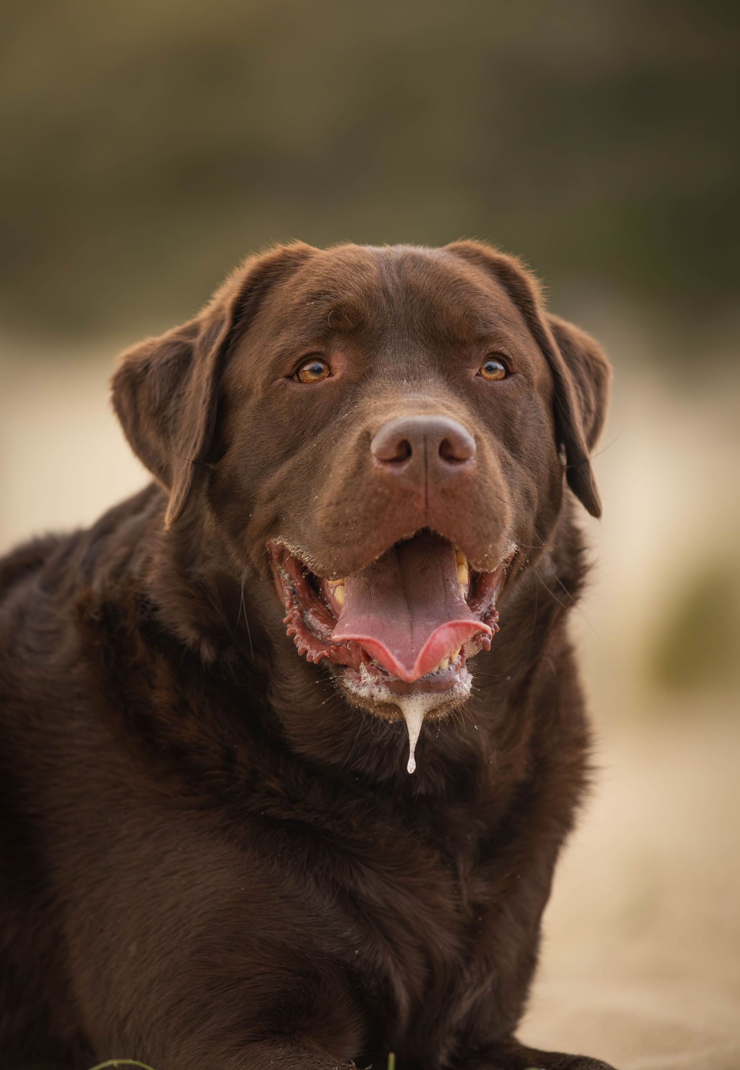 dierenfotograaf-katwijk-hond.jpg