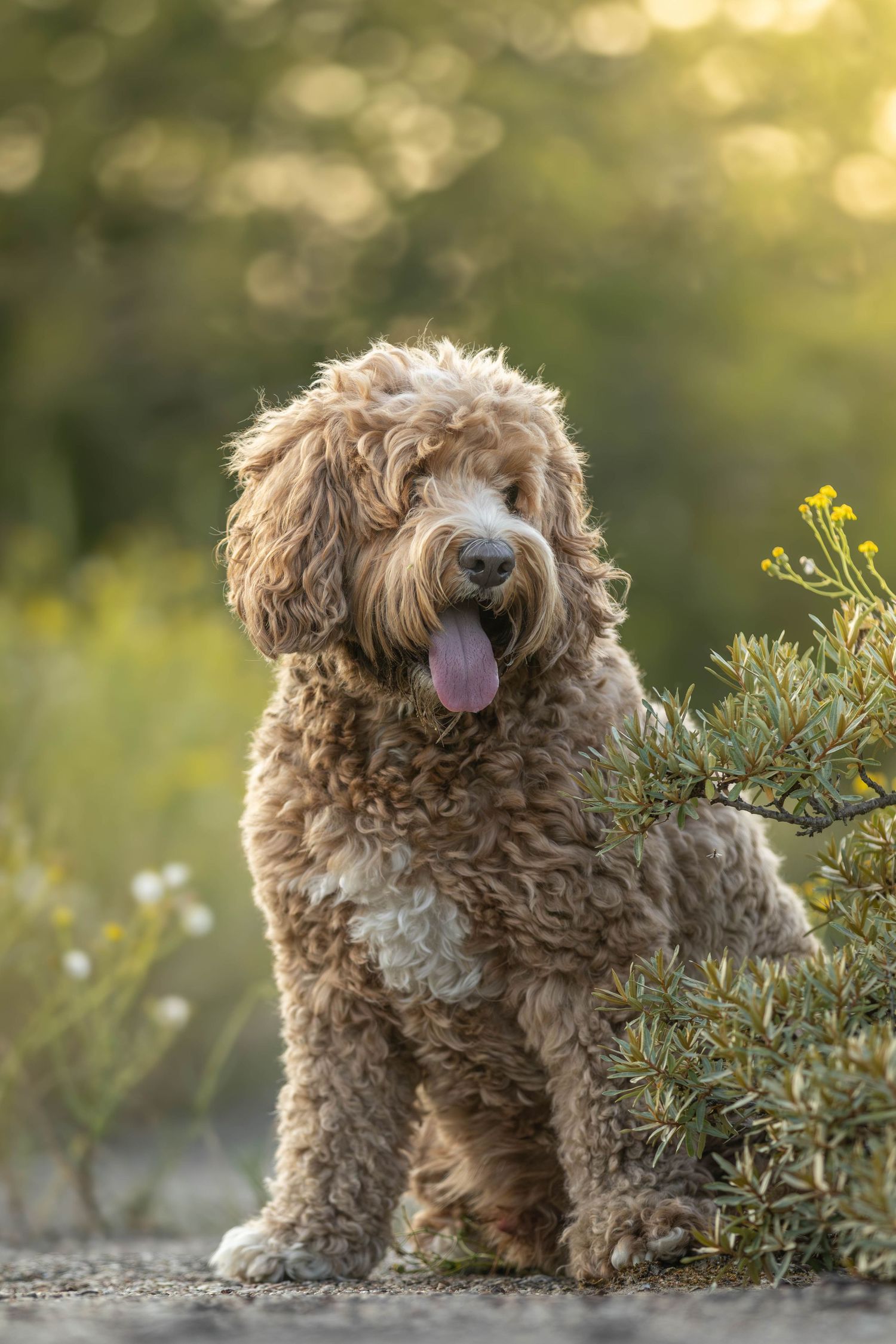 Curly-haired Labradoodle sitting beside flowering bush in golden hour sunlight.