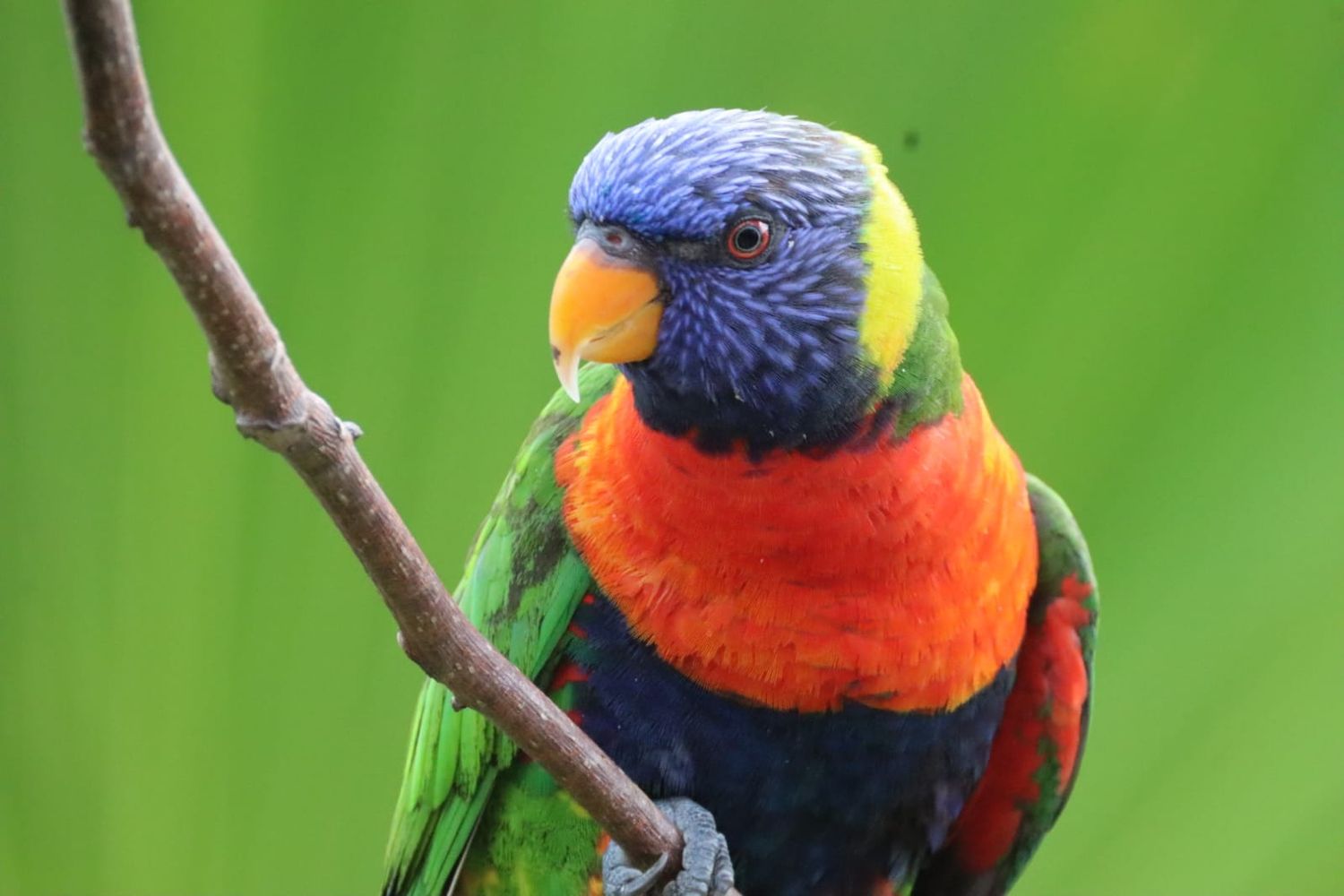 A colorful rainbow lorikeet with blue head and orange chest perched on a branch.