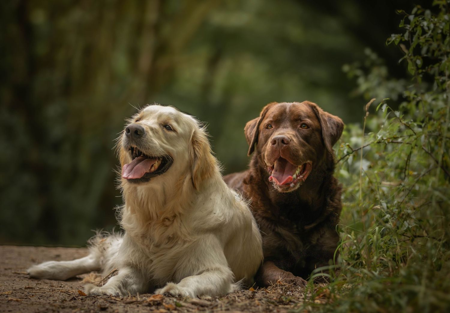 dierenfotograaf-katwijk-hond.jpg