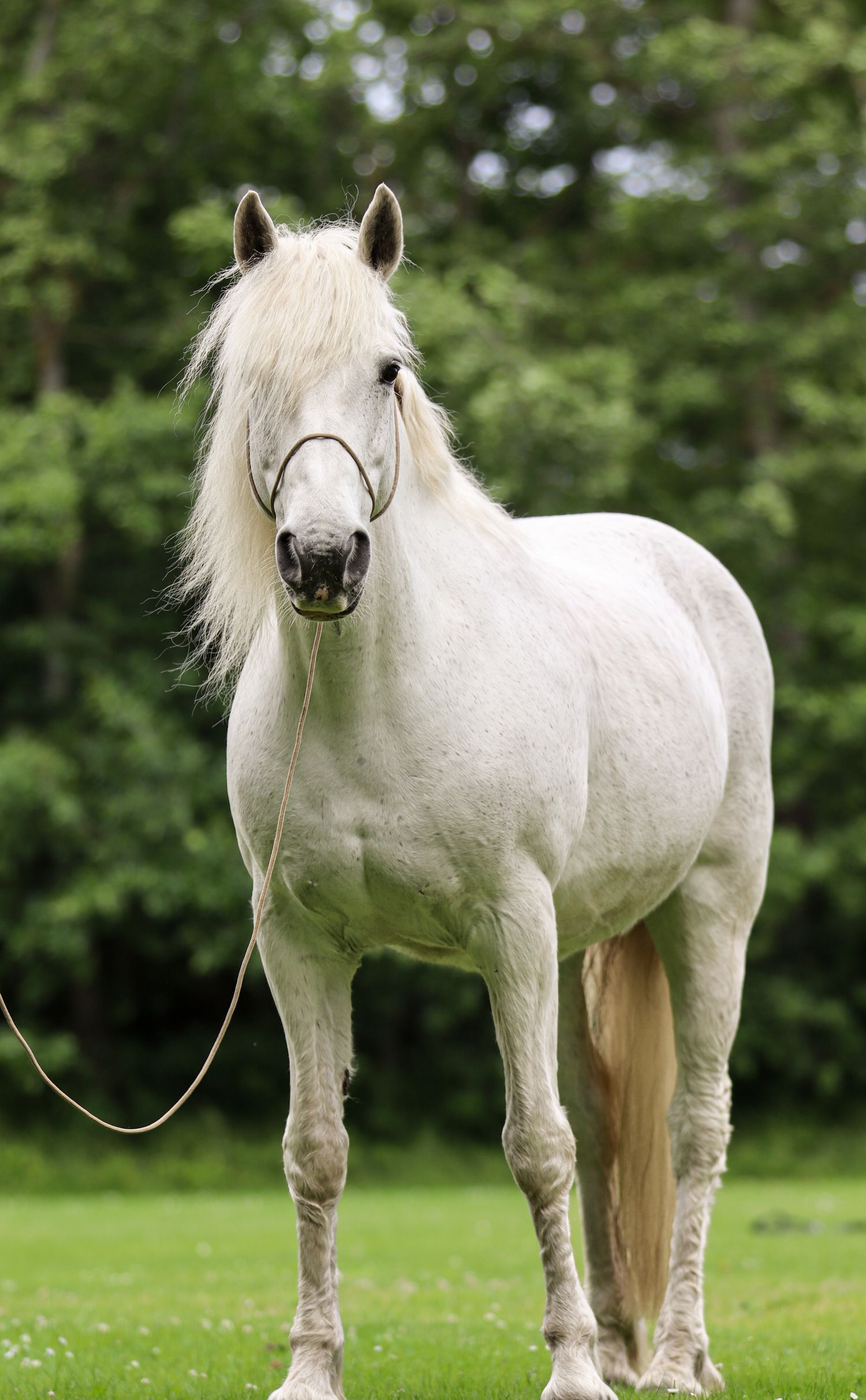 paardenfotograaf-katwijk-paard.jpg