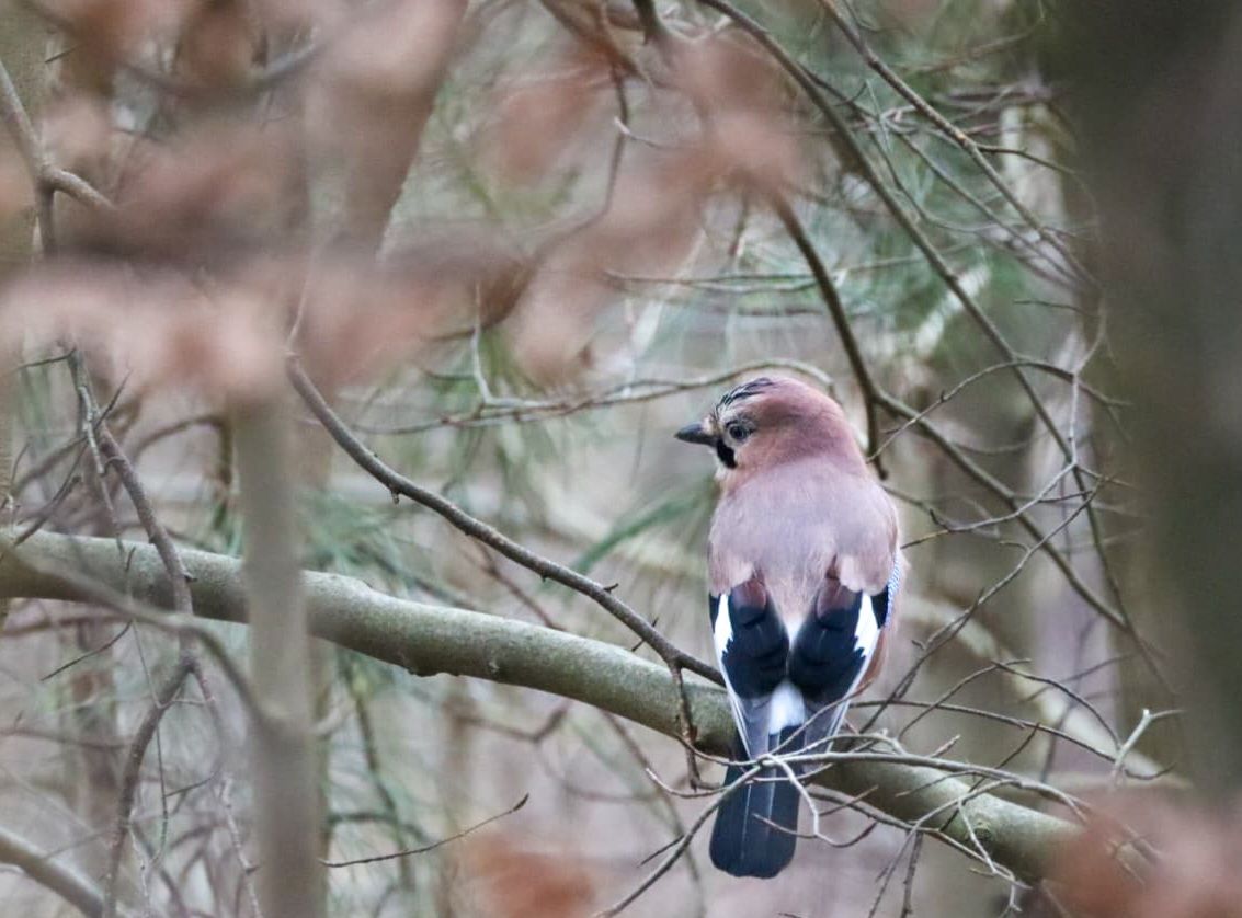 A colorful Eurasian jay bird perched on a bare branch surrounded by autumn foliage in woodland.