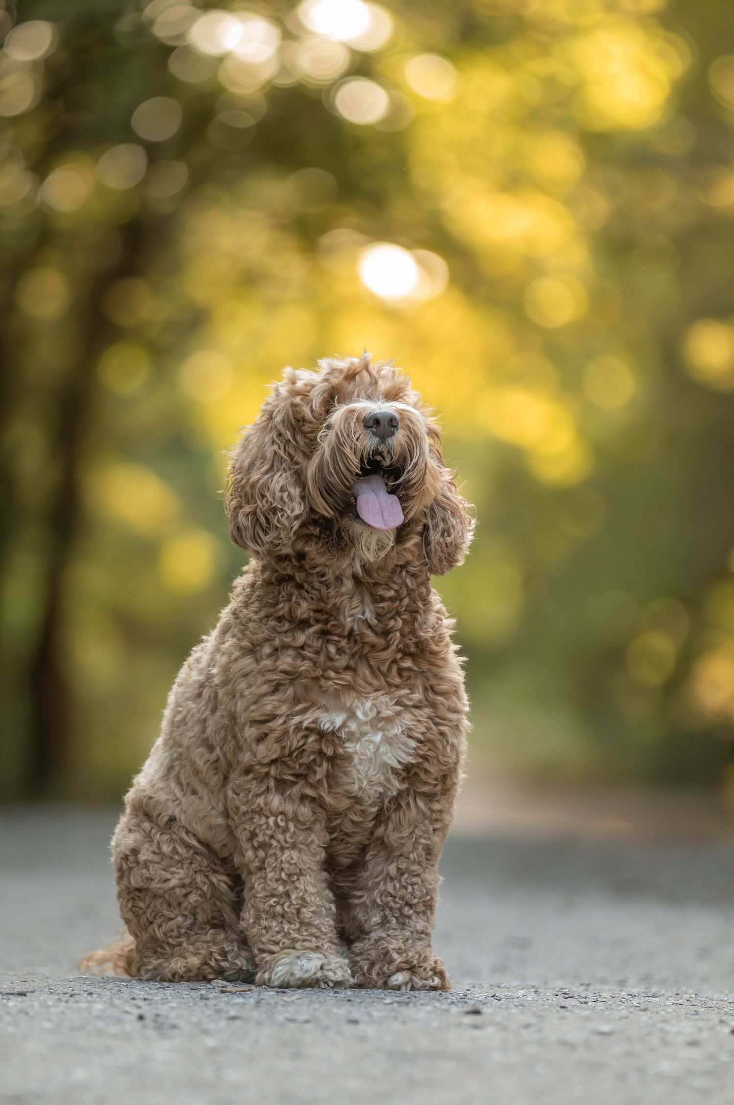 Curly golden Labradoodle sitting on a road with tongue out, surrounded by bokeh autumn foliage.
