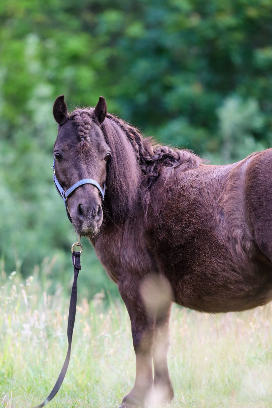 vpaardenfotograaf-katwijk-paard.jpg