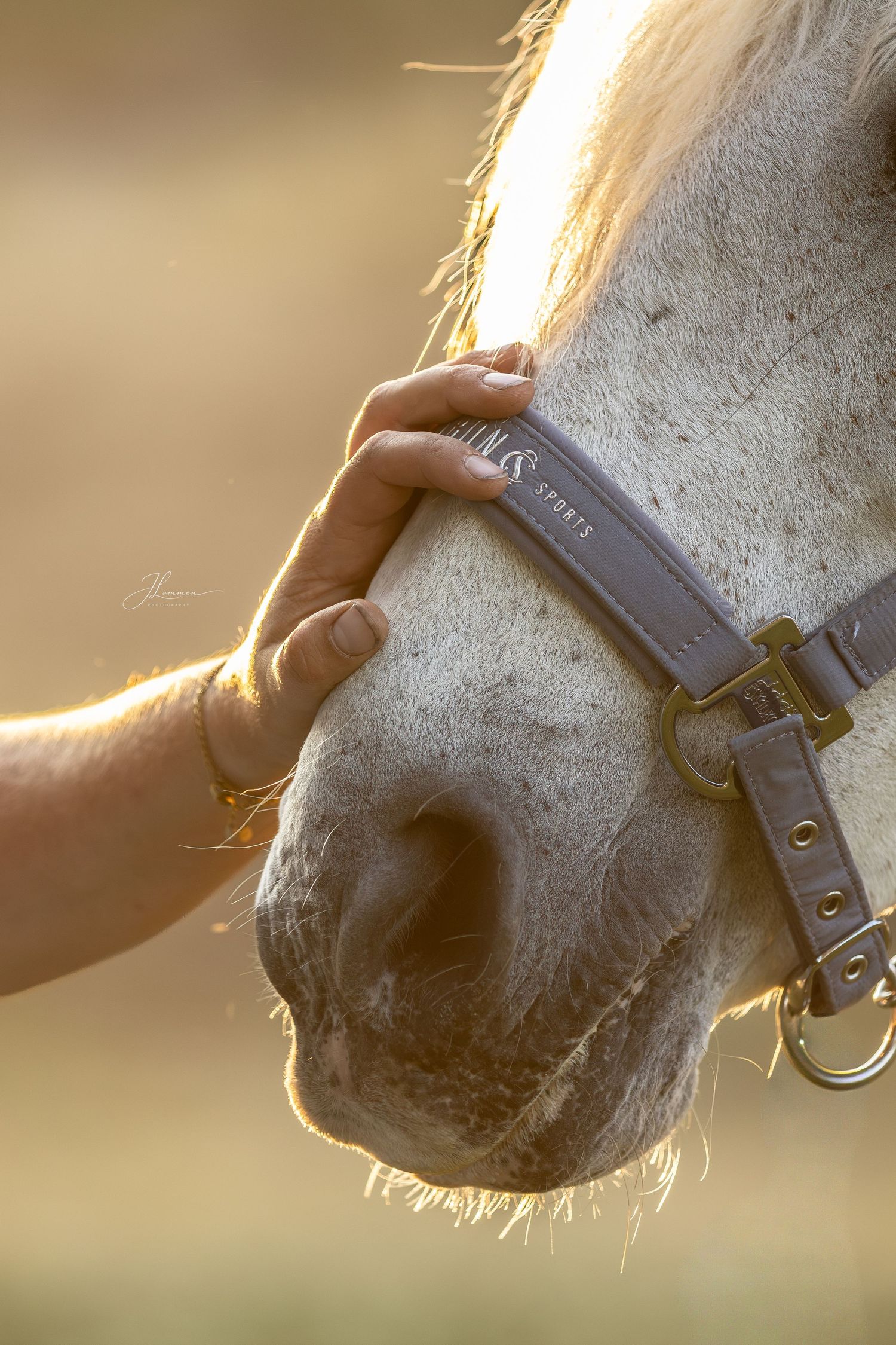 A hand gently stroking the nose of a white horse wearing a halter, bathed in warm golden sunlight.