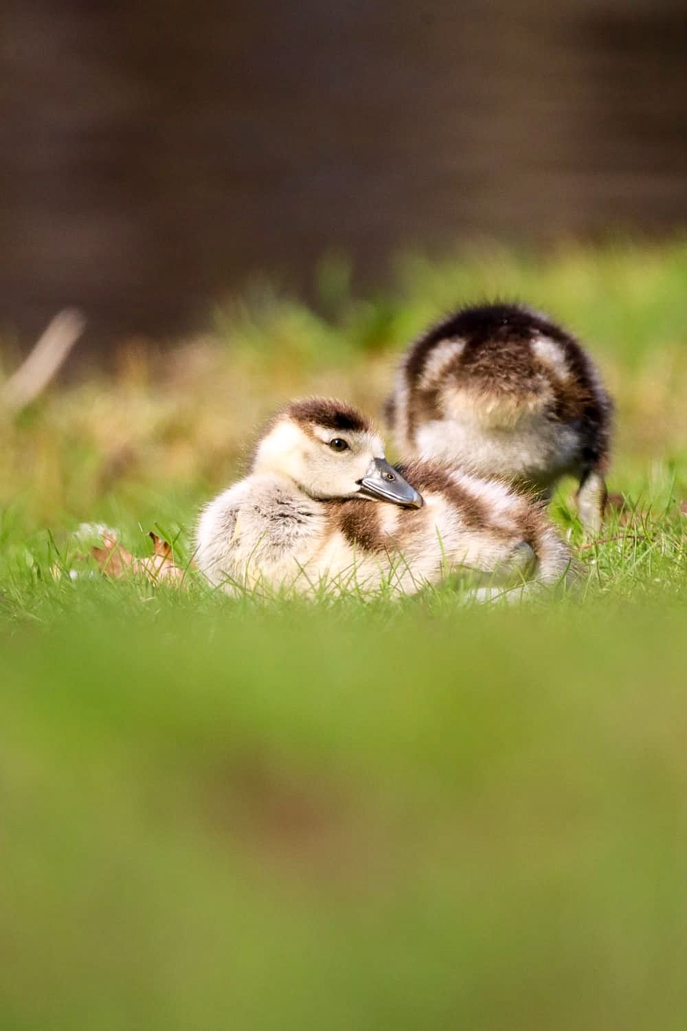Two fluffy baby ducklings resting together on green grass in soft natural light.
