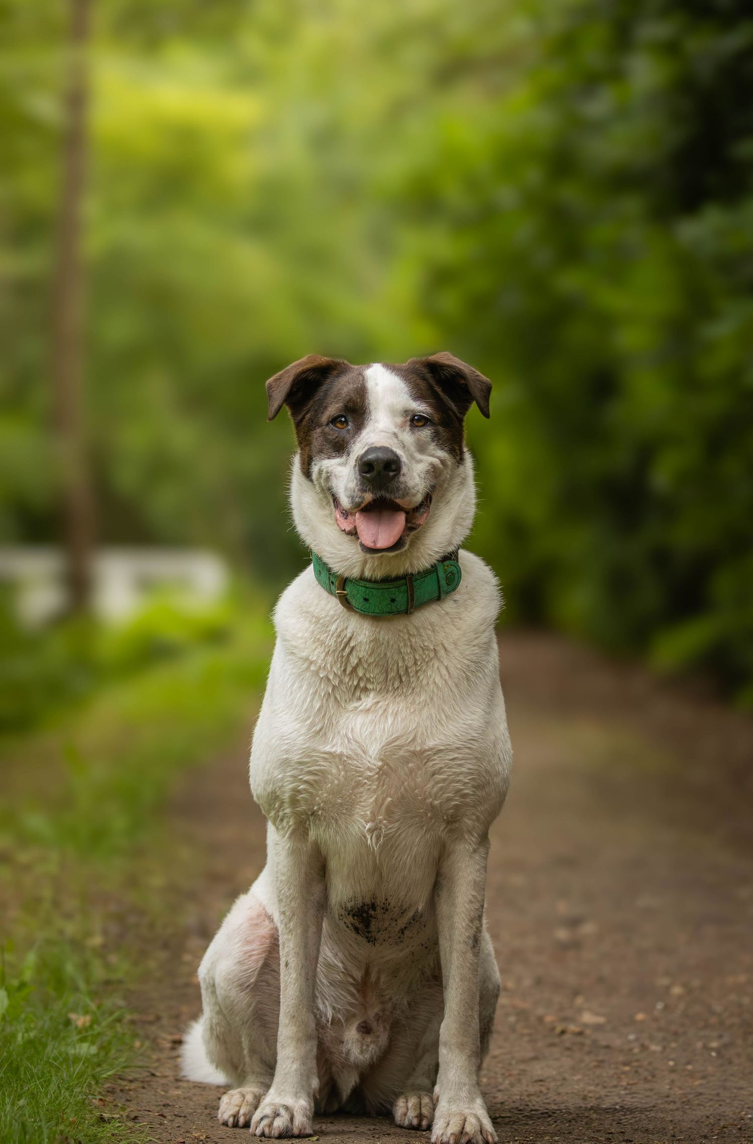 dierenfotograaf-katwijk-hond.jpg