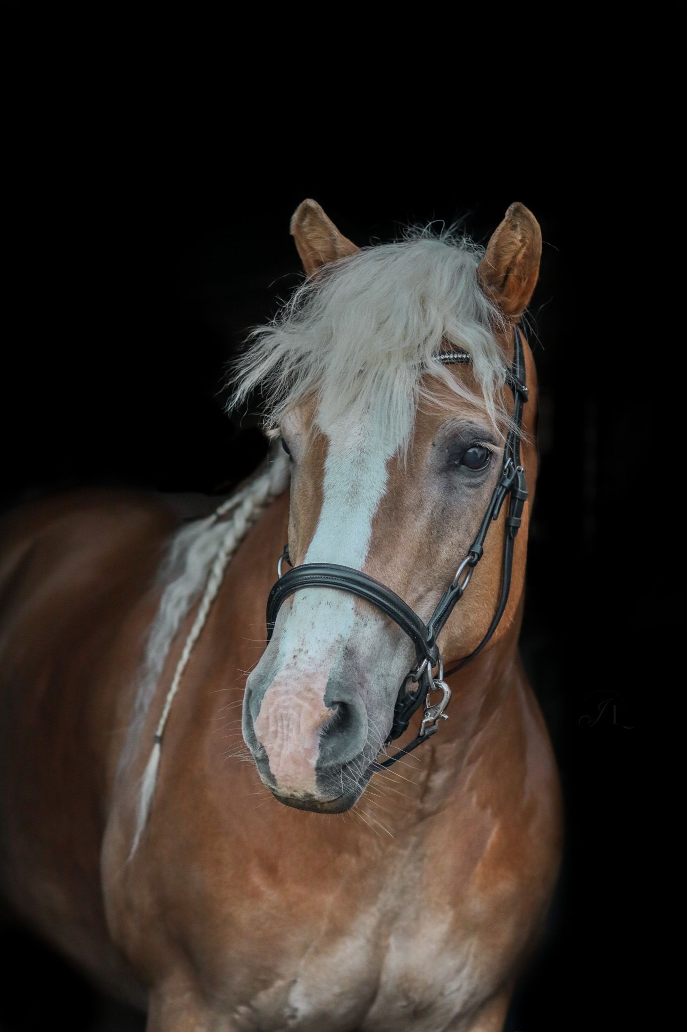 Fine art paardenfotografie