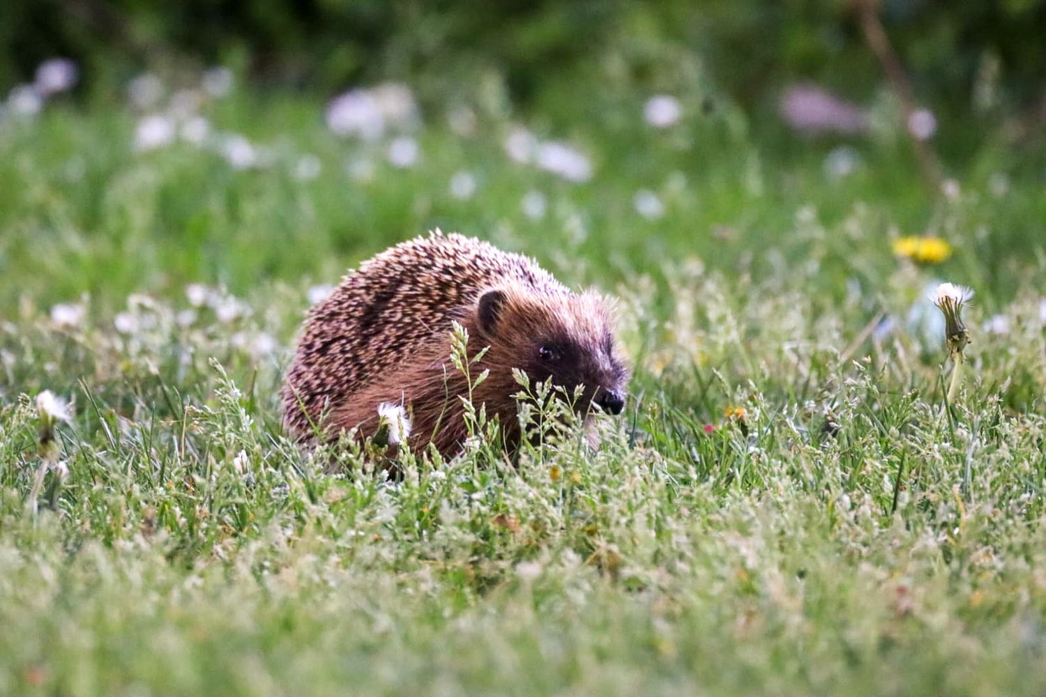 natuurfotografie-zuid-holland.jpg