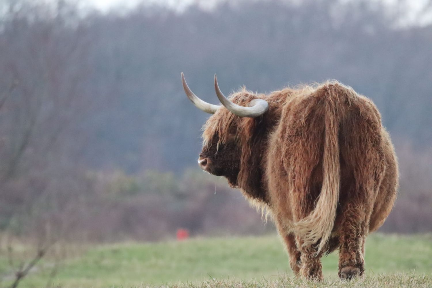 A shaggy Highland cow with curved horns stands in a grassy field with bare winter trees behind.