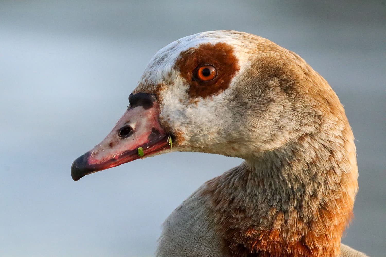 natuurfotografie-zuid-holland.jpg