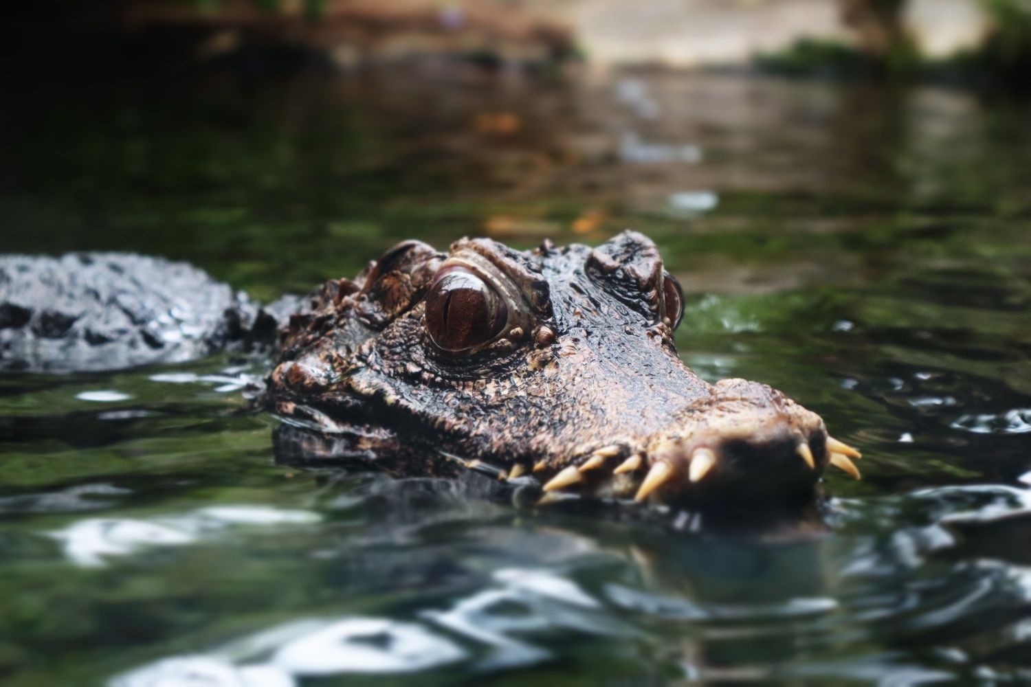 Close-up of a caiman crocodile partially submerged in green water.