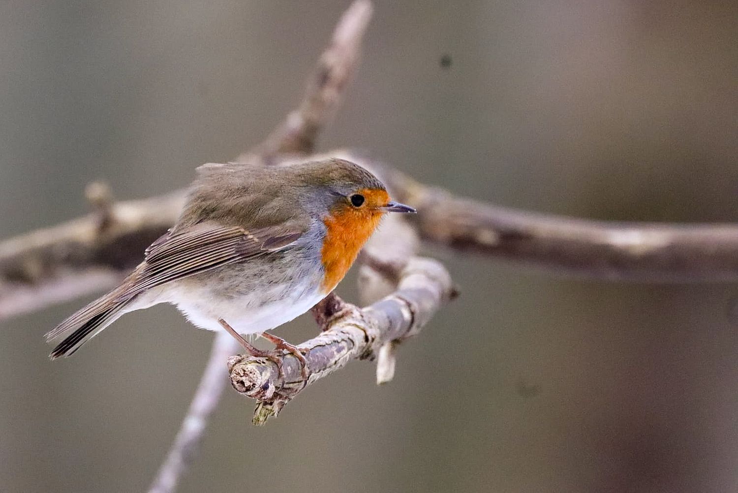 A European robin with orange breast perched delicately on a bare winter branch.