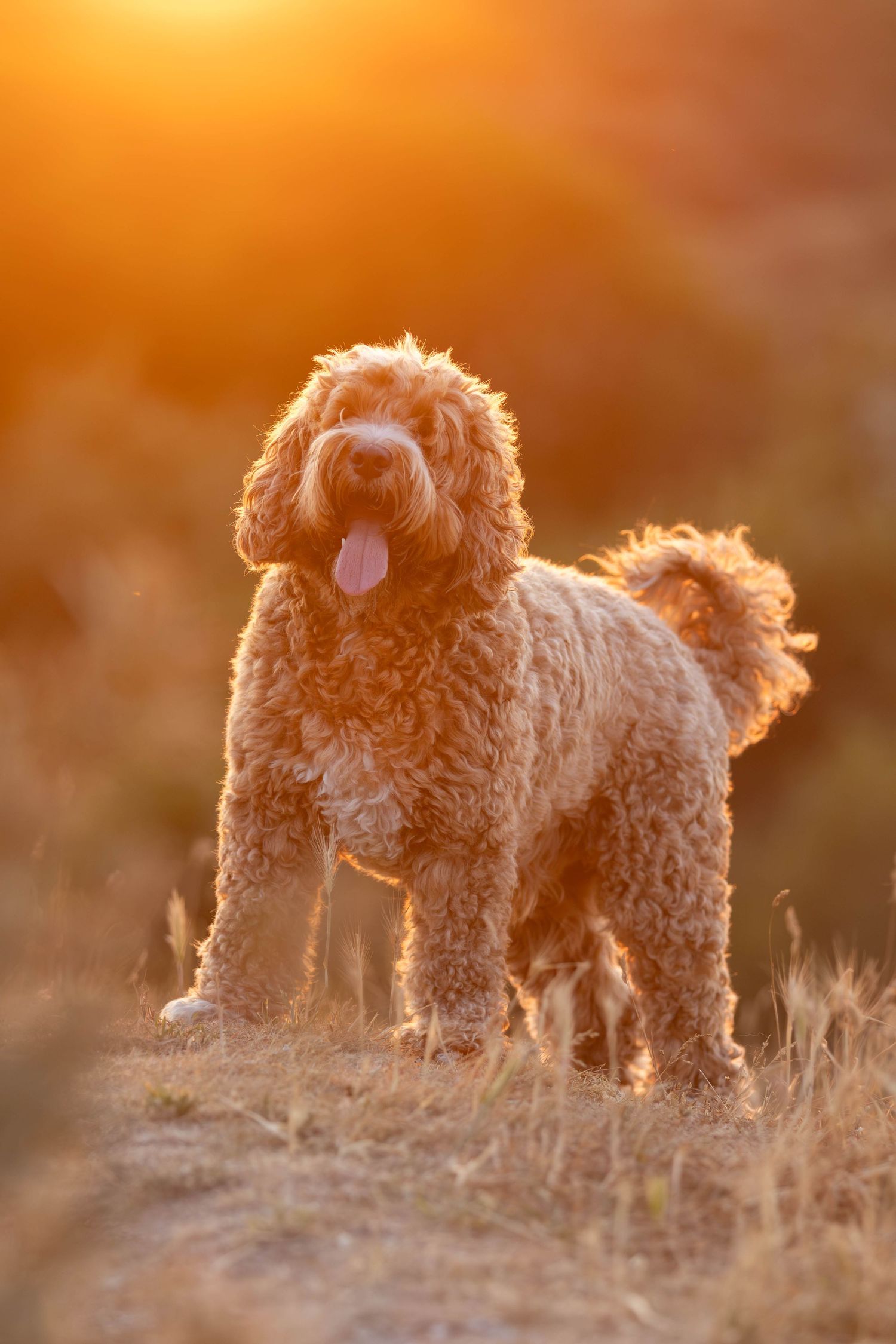 Golden Labradoodle standing on hillside bathed in warm sunset orange glow.
