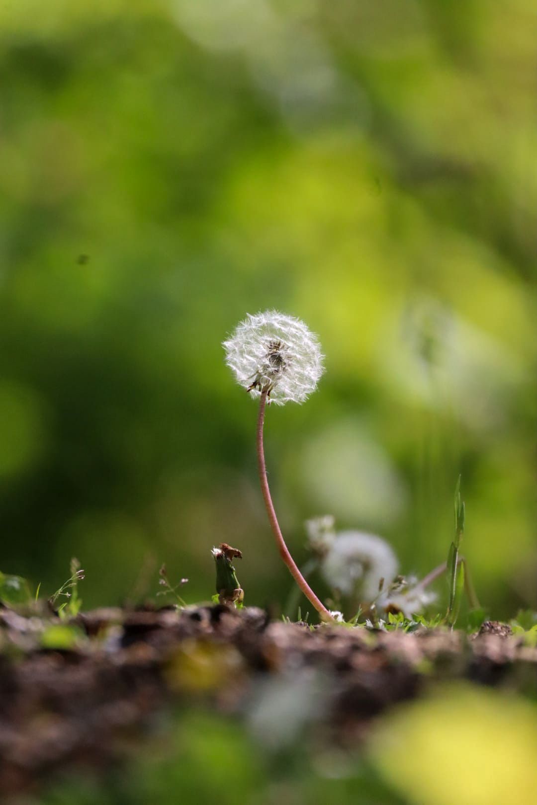 A single white dandelion seed head standing tall in a green bokeh garden background.