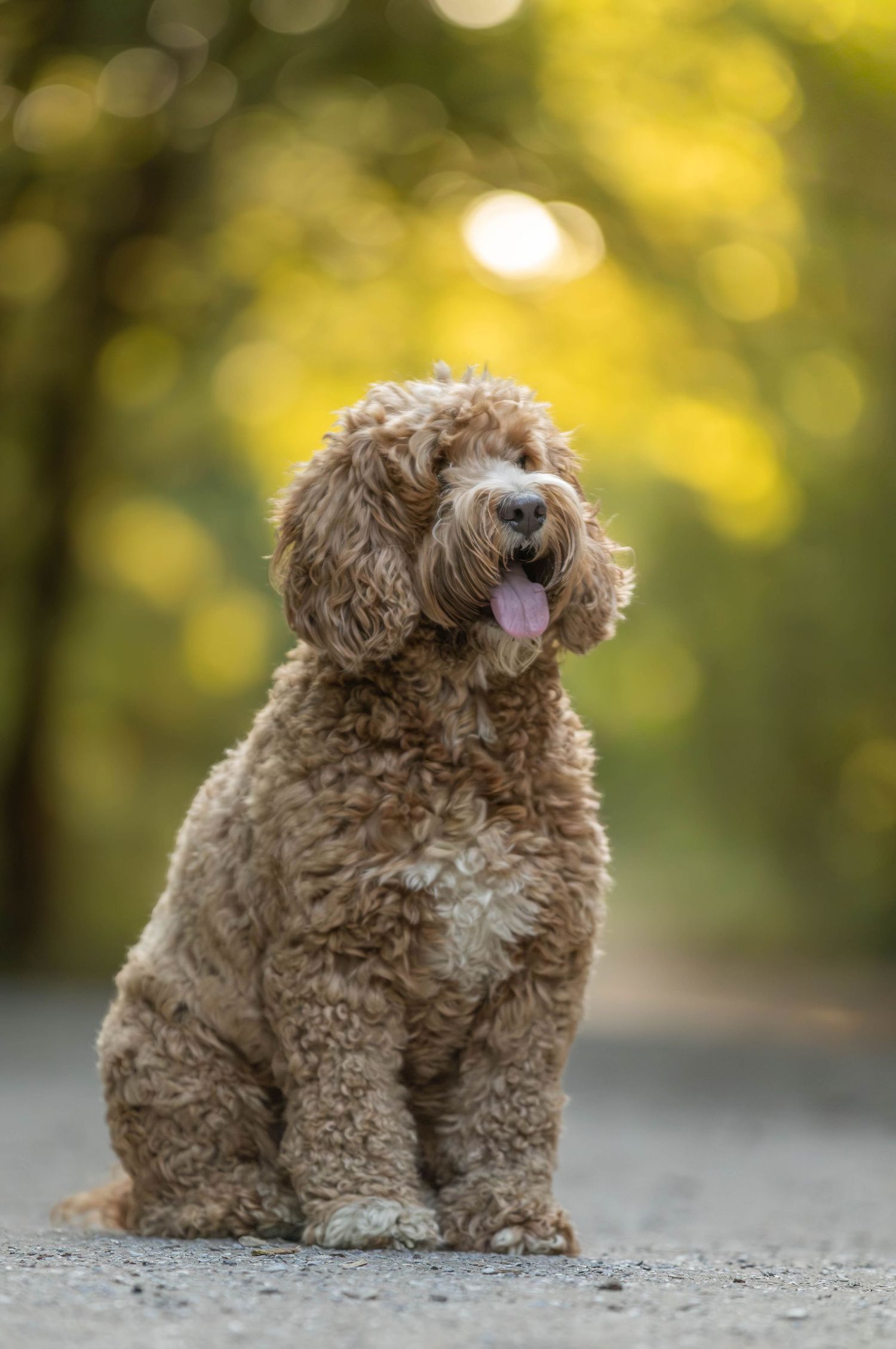 Curly-haired golden Labradoodle sitting on a path with bokeh green trees in the background.