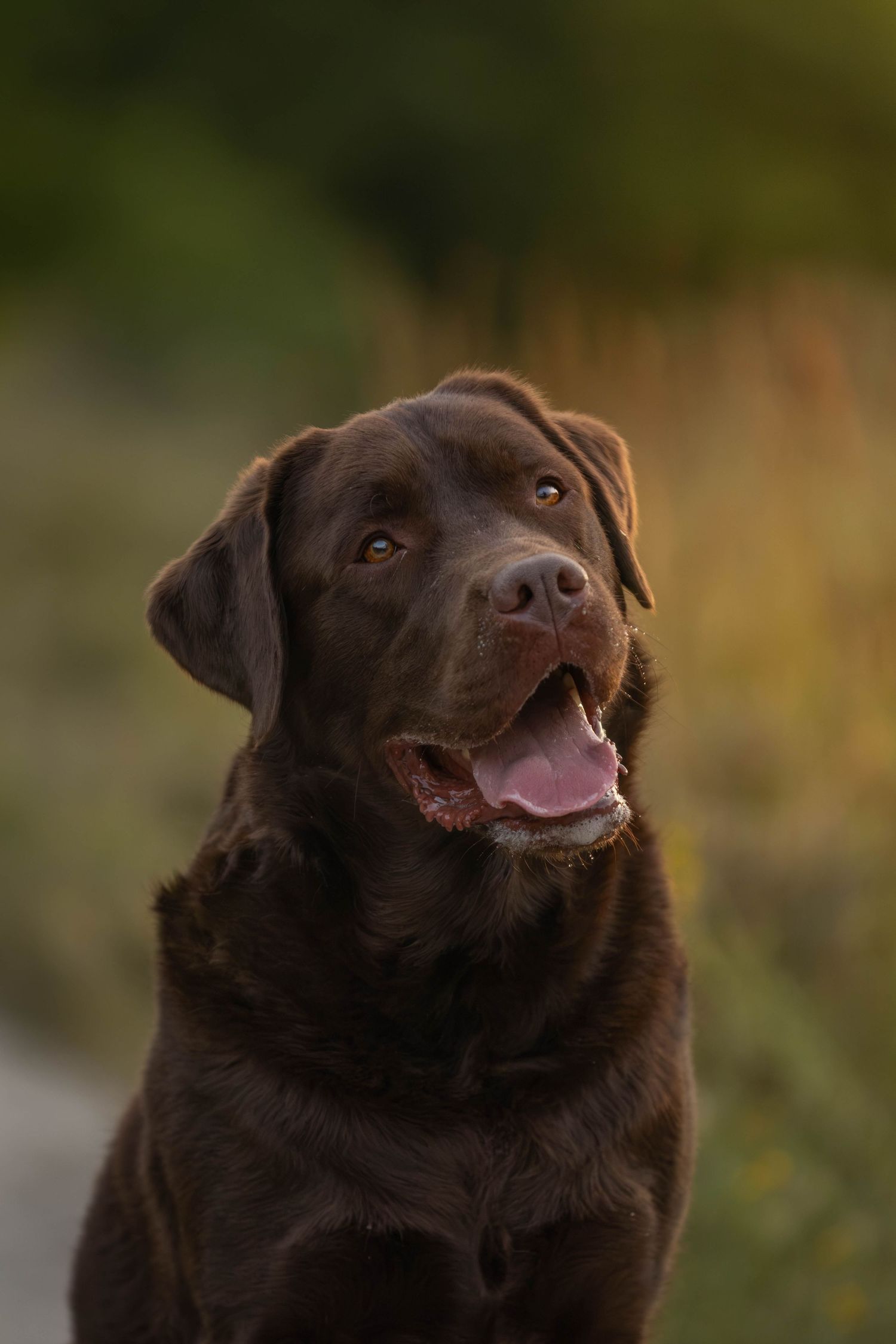 dierenfotograaf-katwijk-hond.jpg