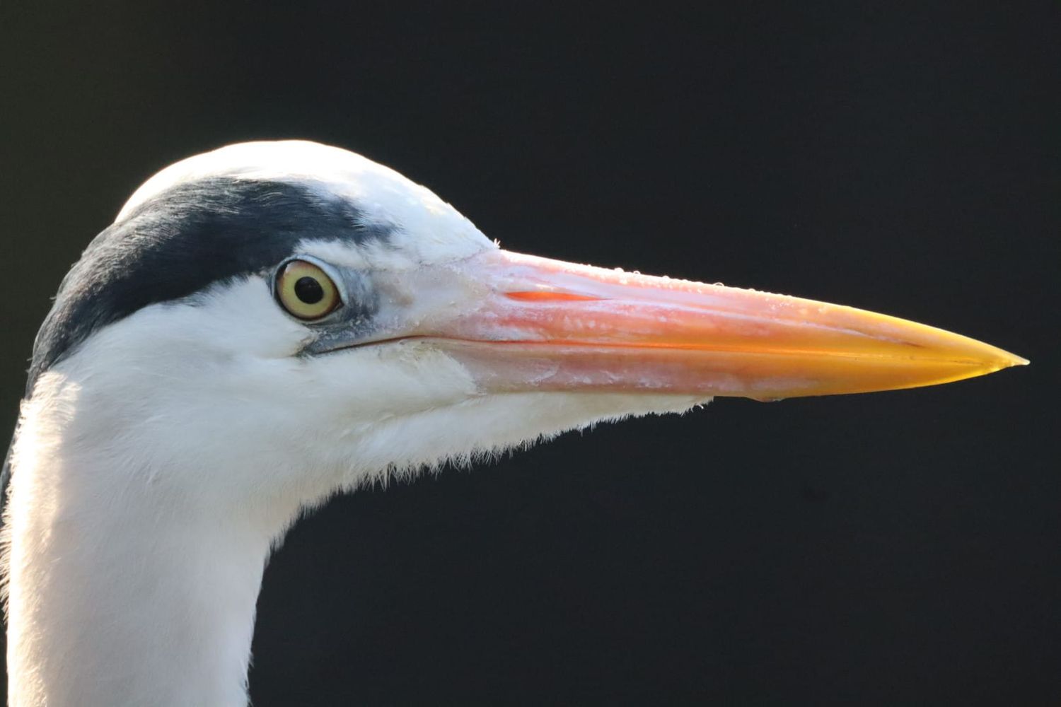 Close-up portrait of a grey heron with striking yellow eye and sharp orange beak on dark background.