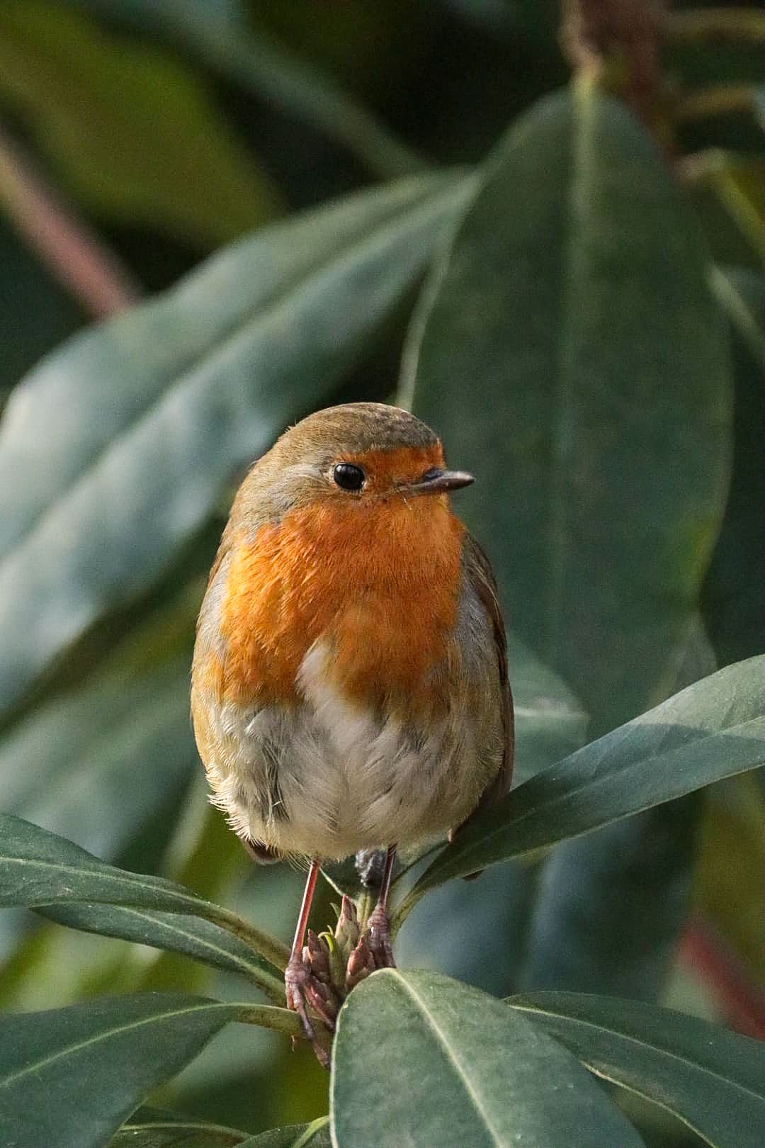 A plump European robin with vibrant orange-red breast perched on green leafy branches.