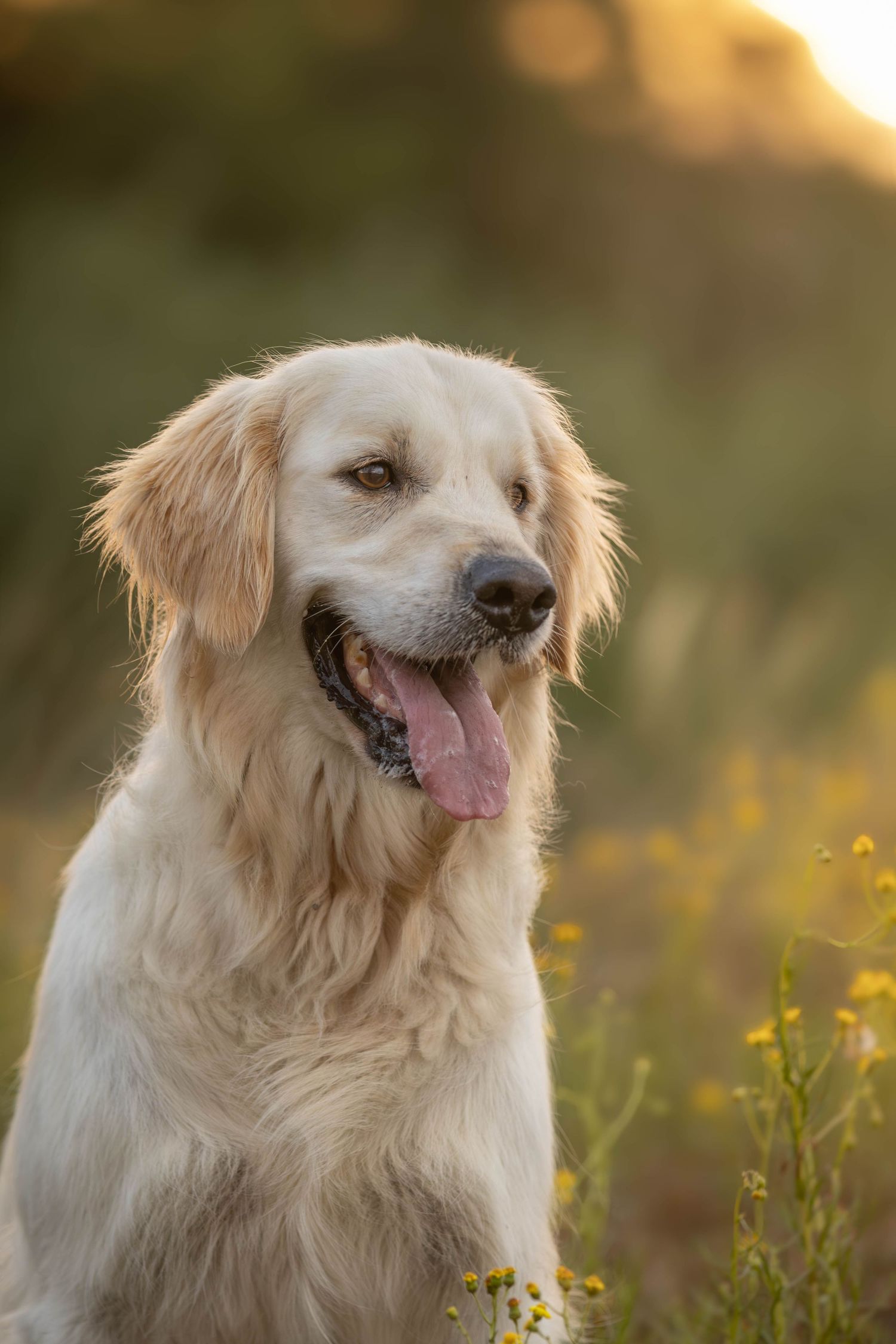 dierenfotograaf-katwijk-hond.jpg