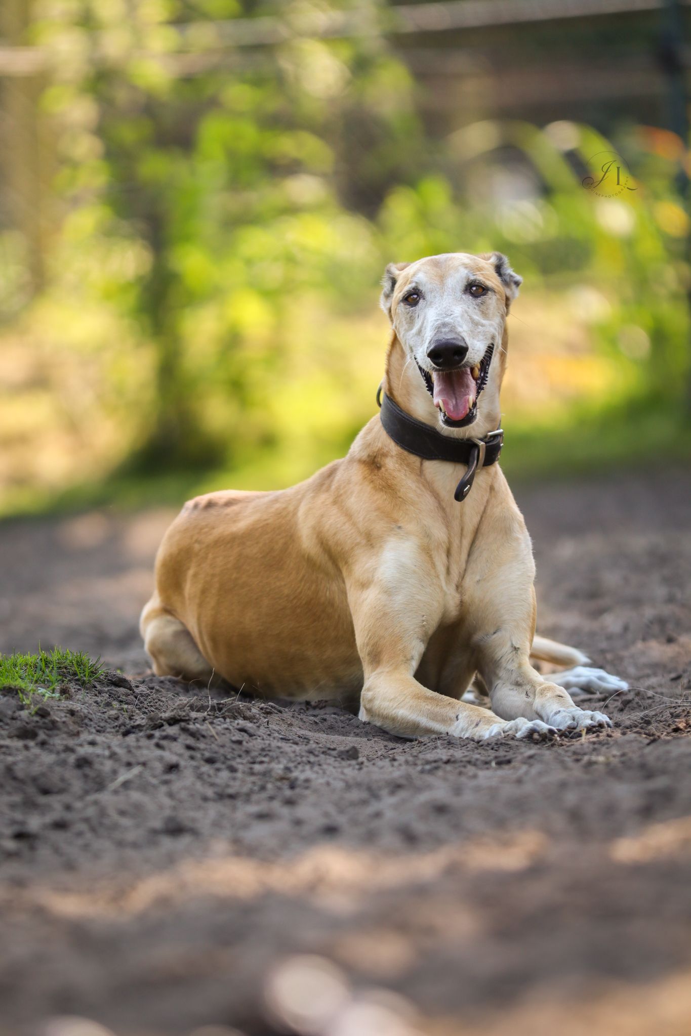 paardenfotograaf-katwijk-paard.jpg