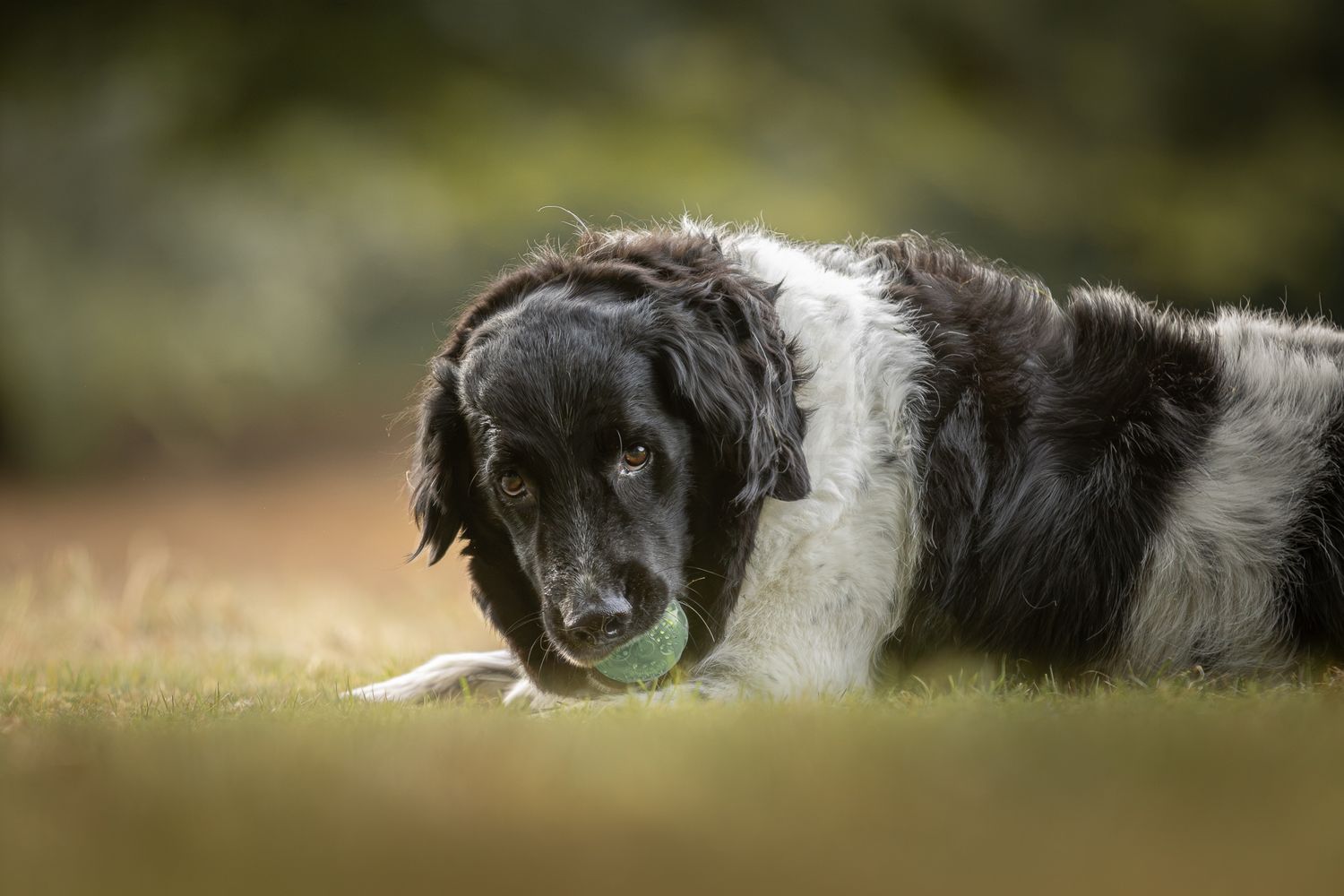 Black and white Spaniel dog lying on grass chewing a green tennis ball with a blurred nature background.
