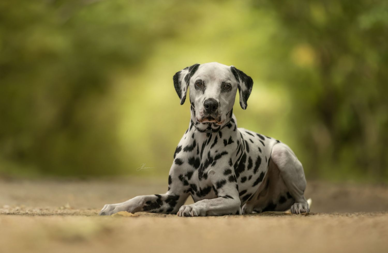 A Dalmatian dog with black spots lies calmly on a dirt path surrounded by lush green bokeh background.