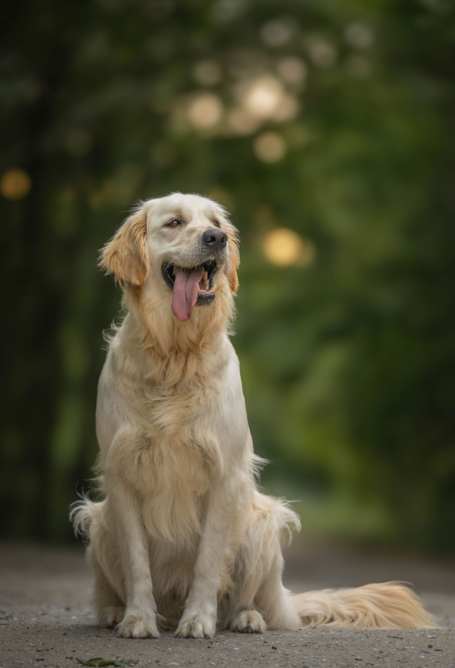 vdierenfotograaf-katwijk-hond.jpg